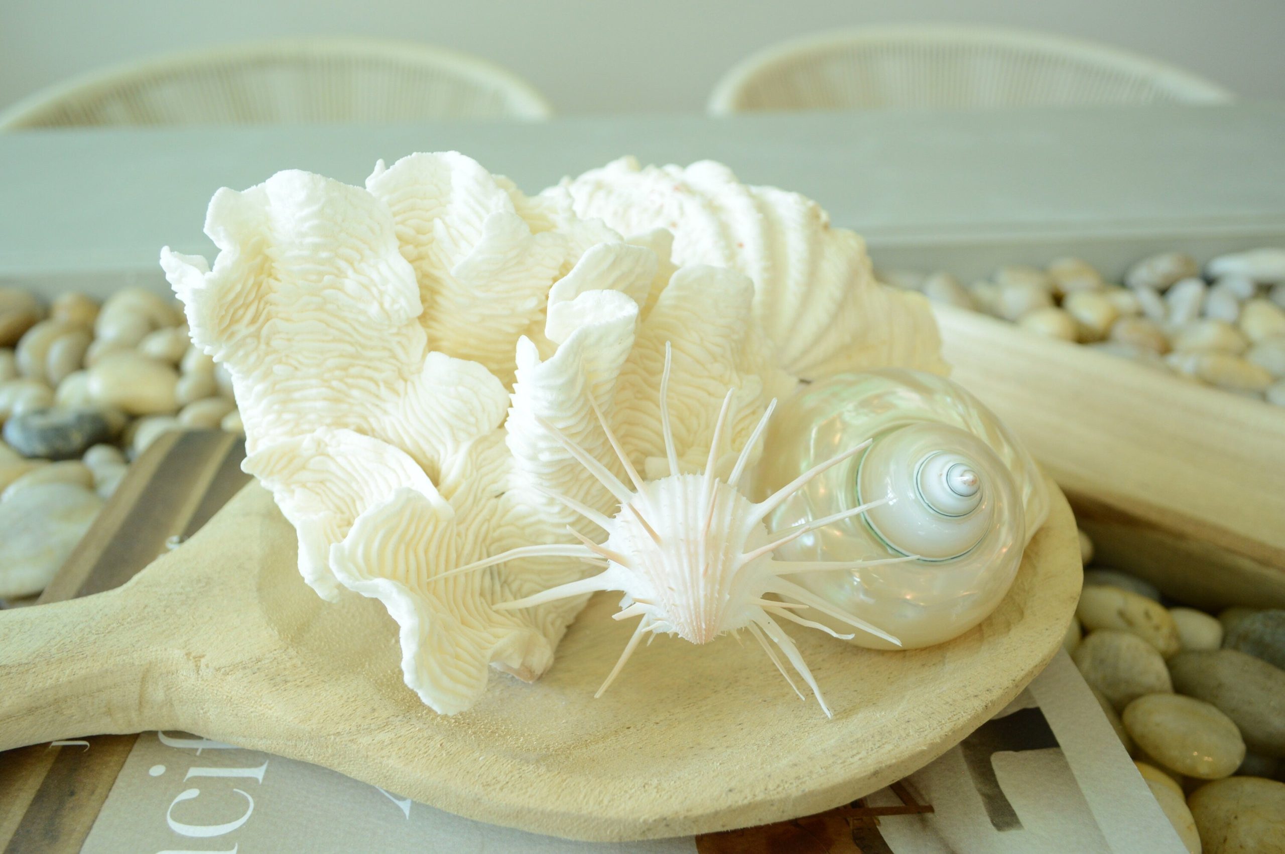 PEARLED TURBO SHELLS *All Sizes* Natural Irredescent Polished Seashell Hermit Crab Beach Décor - Image 8
