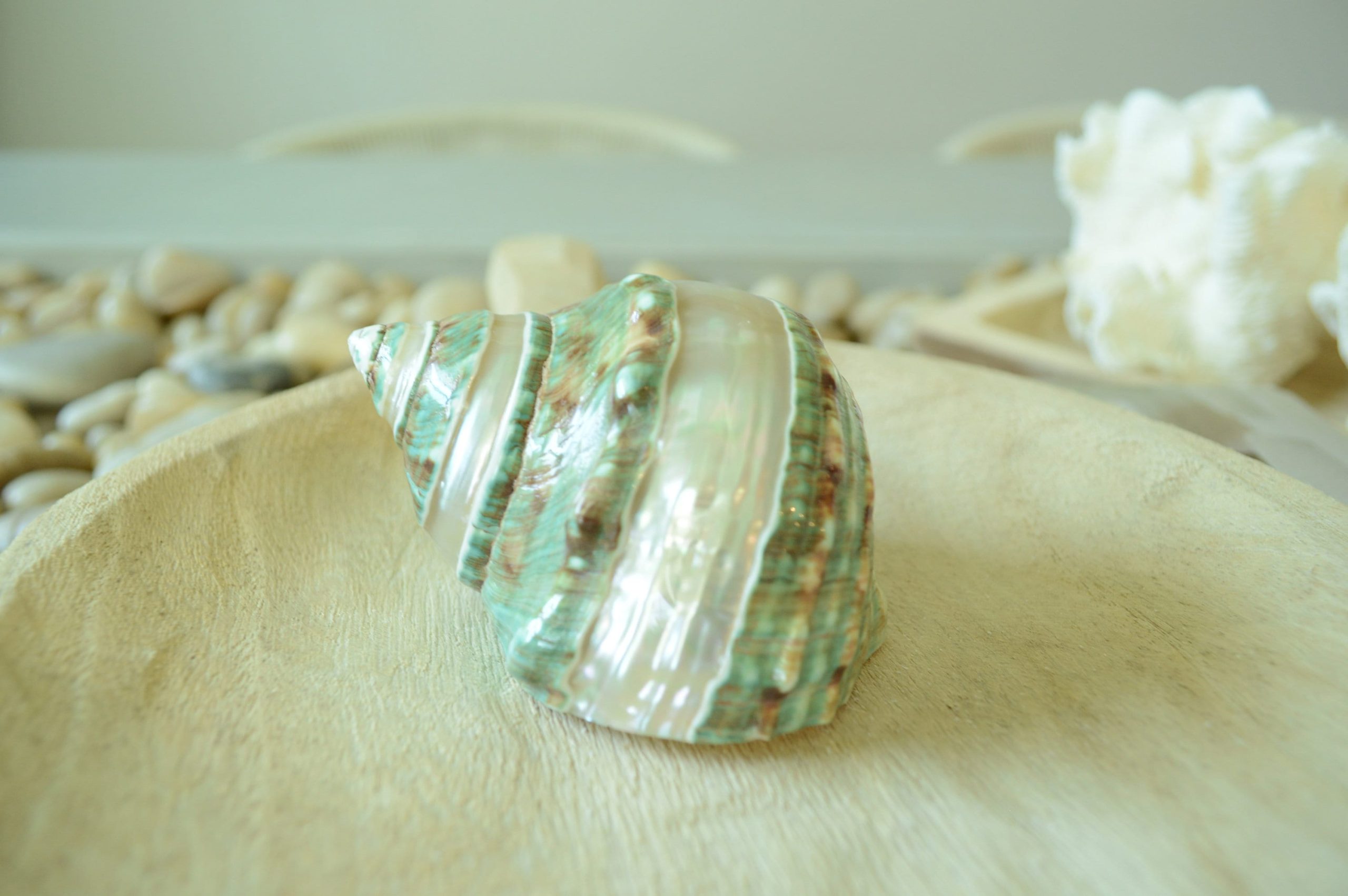 GREEN BANDED TURBO Shells *All Sizes* Jade Display Seashell Hermit Crab Pants - Image 2
