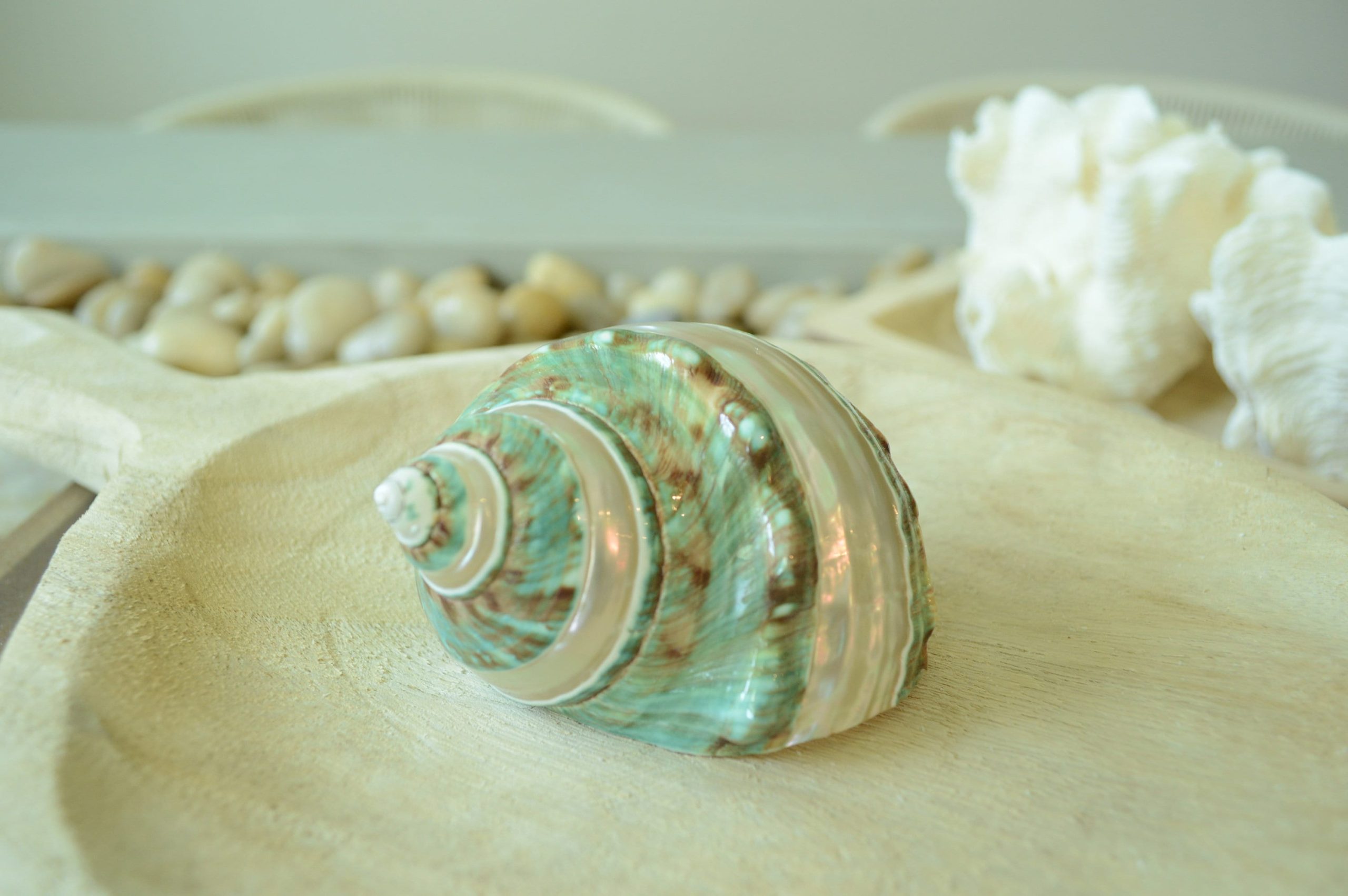 GREEN BANDED TURBO Shells *All Sizes* Jade Display Seashell Hermit Crab Pants - Image 3