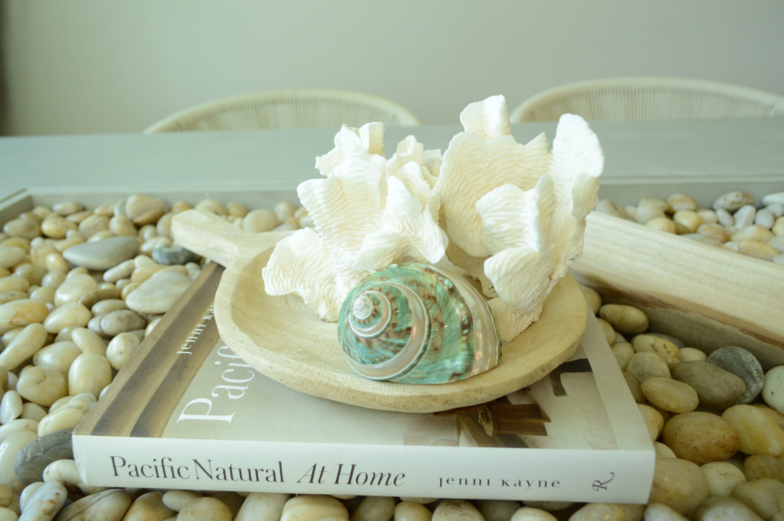 GREEN BANDED TURBO Shells *All Sizes* Jade Display Seashell Hermit Crab Pants - Image 6