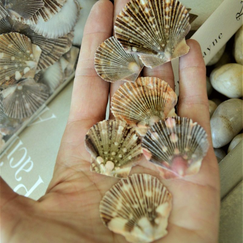 BABY FLAT SCALLOP Shells *Bulk 2.2 lbs. Hundreds* Natural Colorful 1-2" Small Craft Seashells
