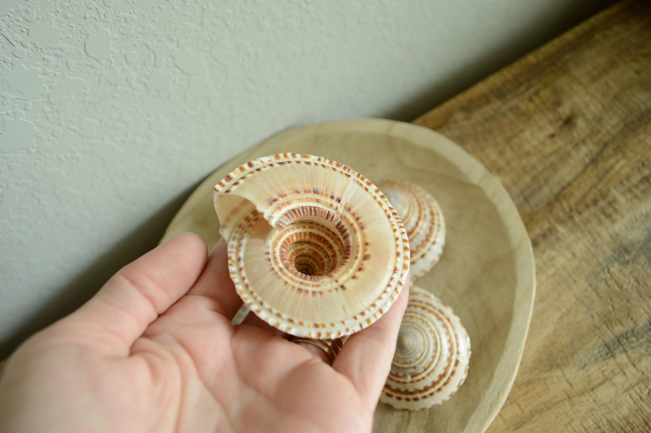 SUNDIAL SNAIL SHELLS *Size & Quantity Your Choose*.5-2” Browns Small Medium Craft Seashells - Image 7