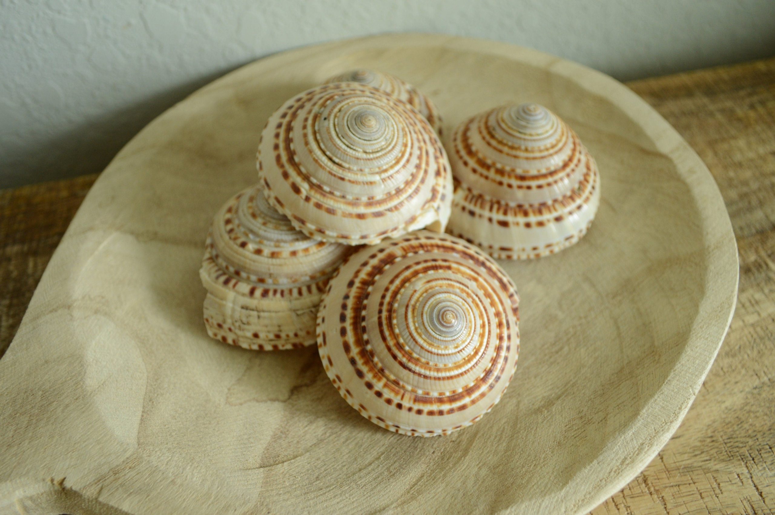 SUNDIAL SNAIL SHELLS *Size & Quantity Your Choose*.5-2” Browns Small Medium Craft Seashells - Image 5