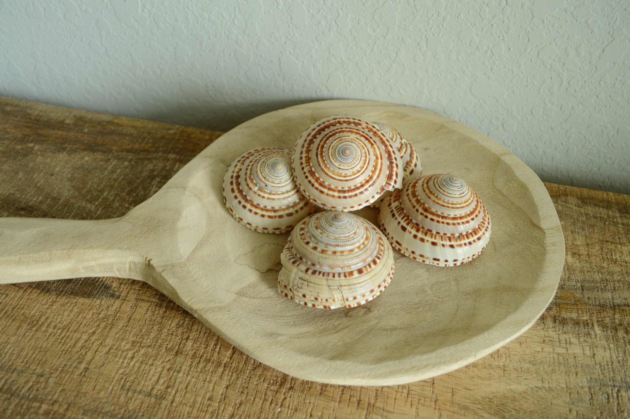 SUNDIAL SNAIL SHELLS *Size & Quantity Your Choose*.5-2” Browns Small Medium Craft Seashells - Image 4
