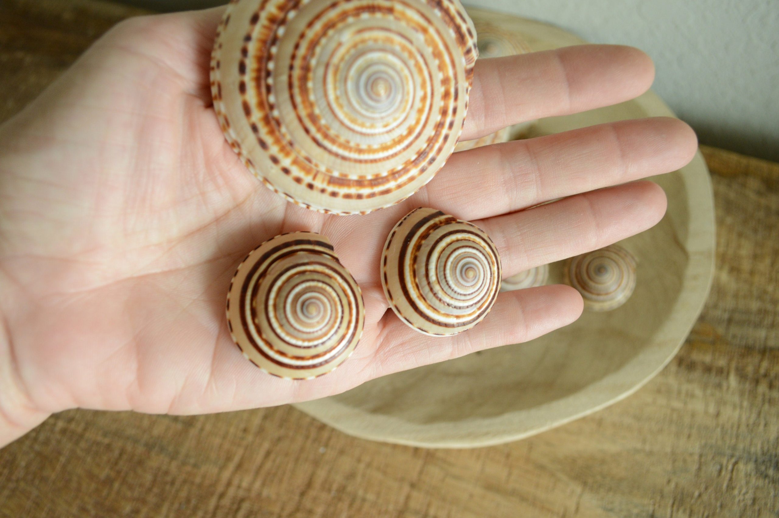 SUNDIAL SNAIL SHELLS *Size & Quantity Your Choose*.5-2” Browns Small Medium Craft Seashells - Image 3