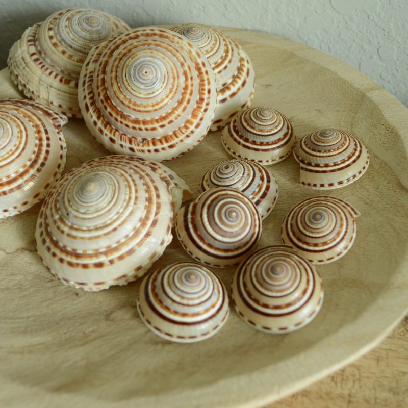 SUNDIAL SNAIL SHELLS *Size & Quantity Your Choose*.5-2” Browns Small Medium Craft Seashells