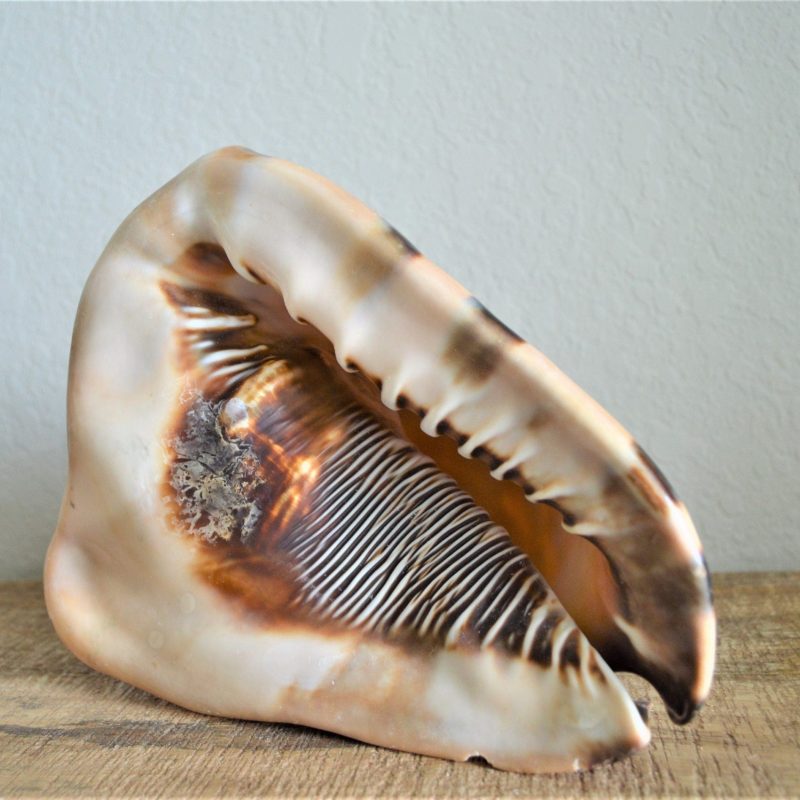 KING HORNED HELMET Shell *All Sizes* Natural Brown Patterned Display Seashell Coastal Décor