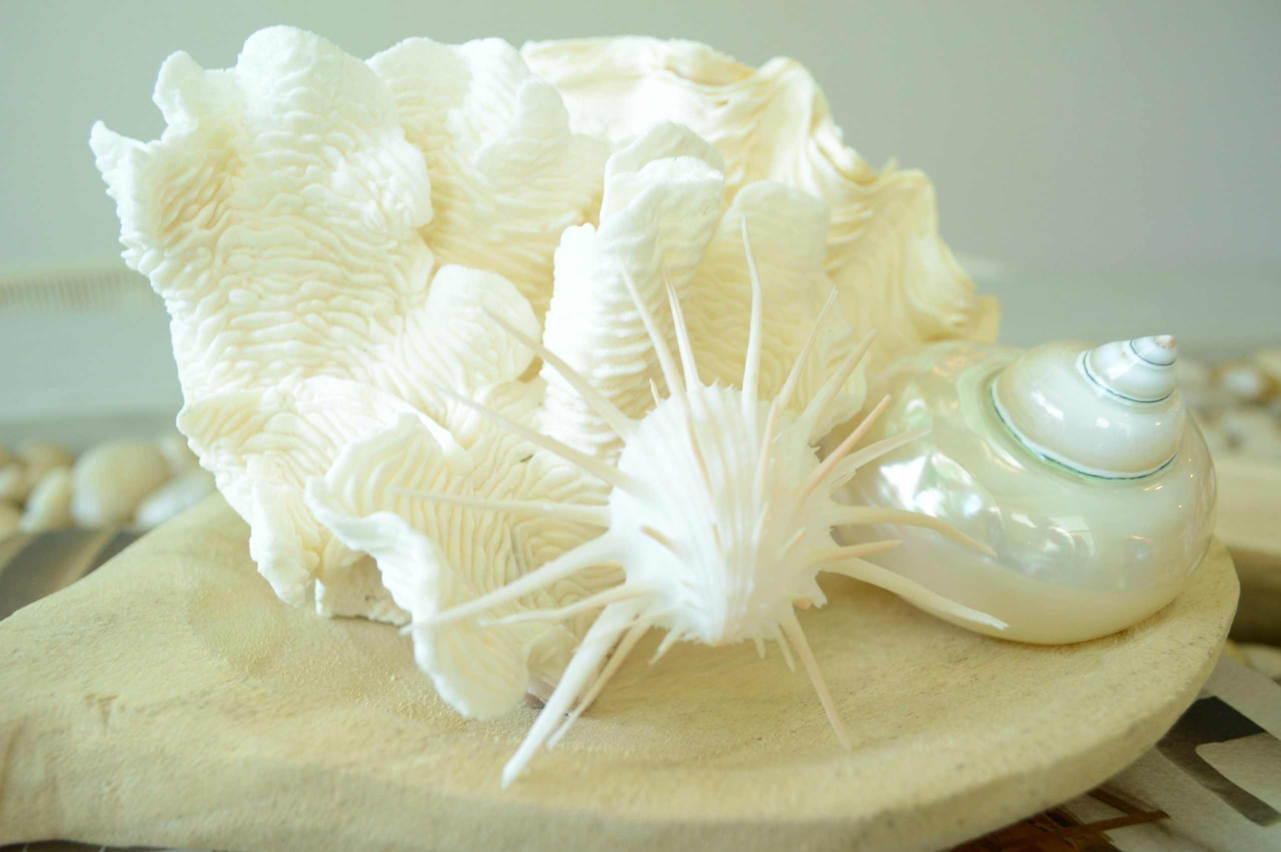 PEARLED TURBO SHELLS *All Sizes* Natural Irredescent Polished Seashell Hermit Crab Beach Décor - Image 10