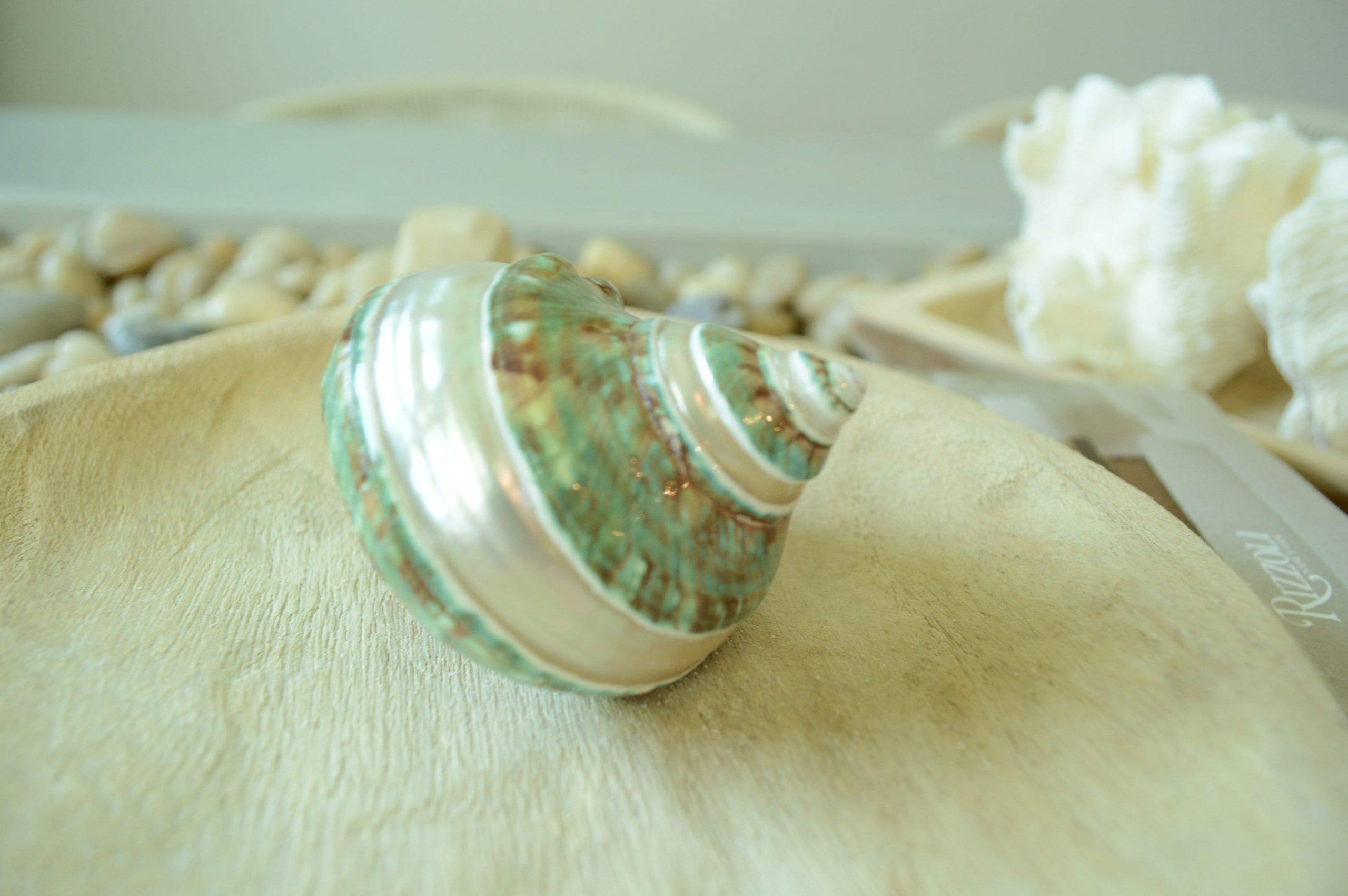 GREEN BANDED TURBO Shells *All Sizes* Jade Display Seashell Hermit Crab Pants - Image 5