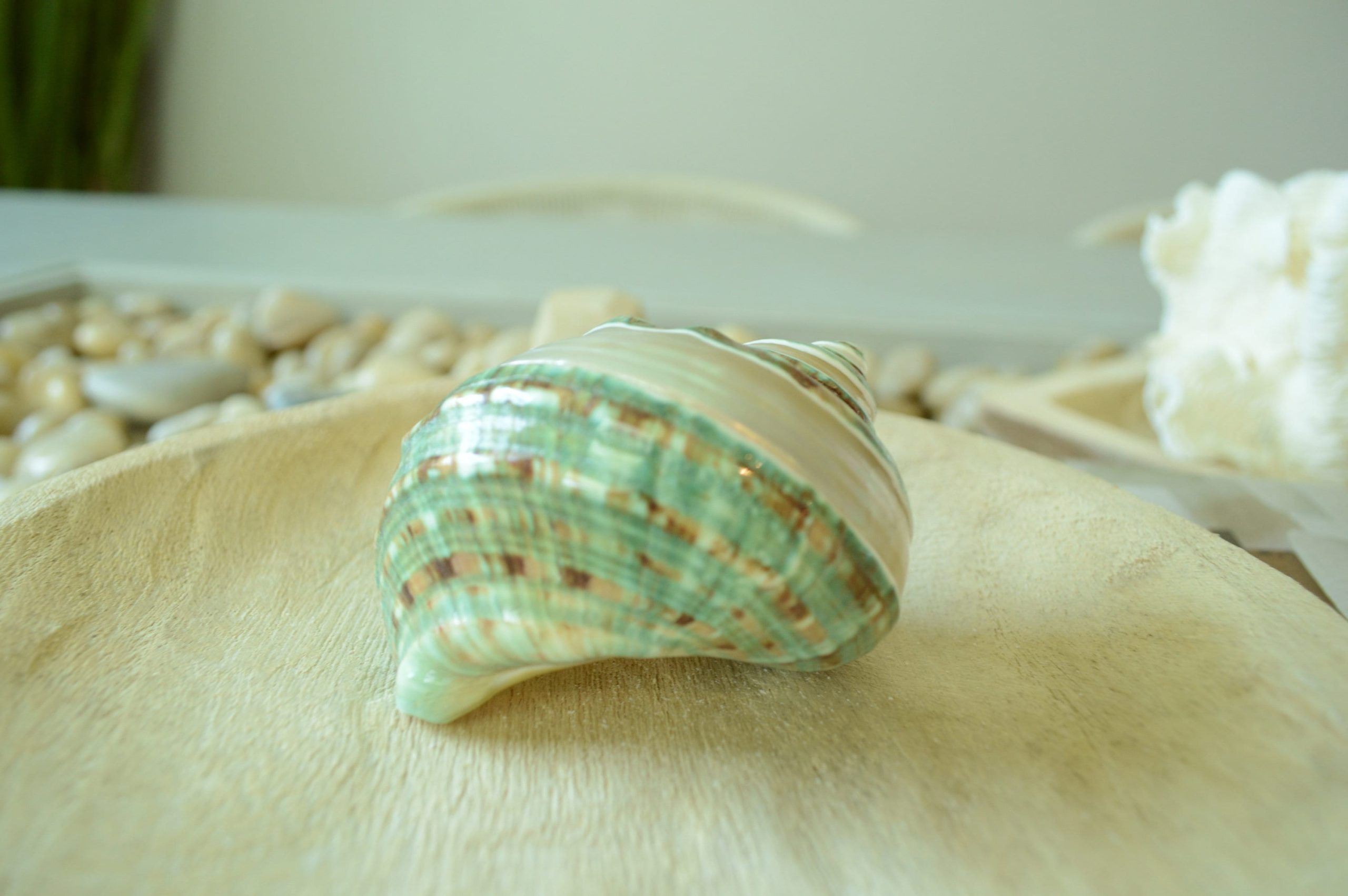 GREEN BANDED TURBO Shells *All Sizes* Jade Display Seashell Hermit Crab Pants - Image 4