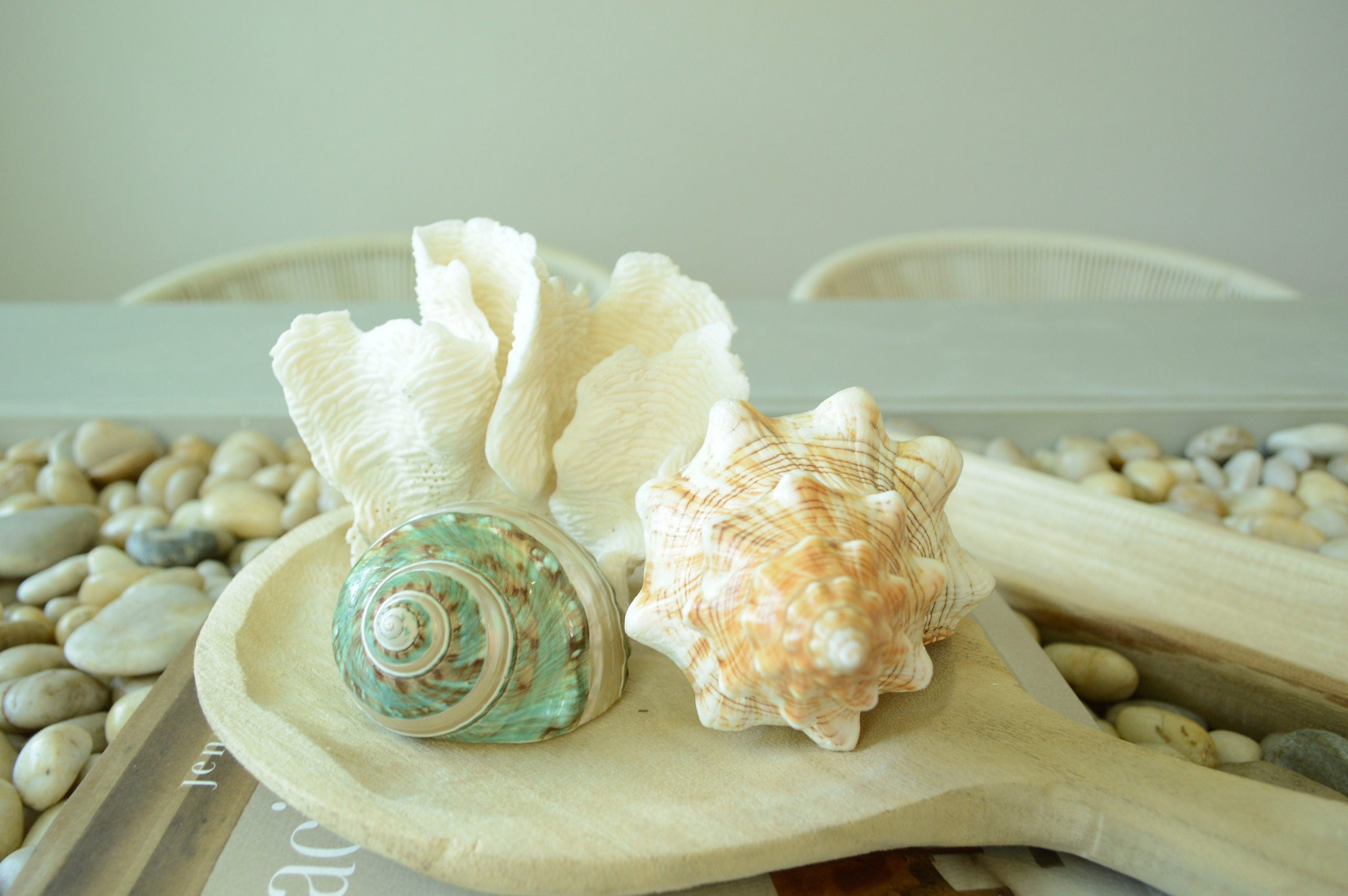 GREEN BANDED TURBO Shells *All Sizes* Jade Display Seashell Hermit Crab Pants - Image 10