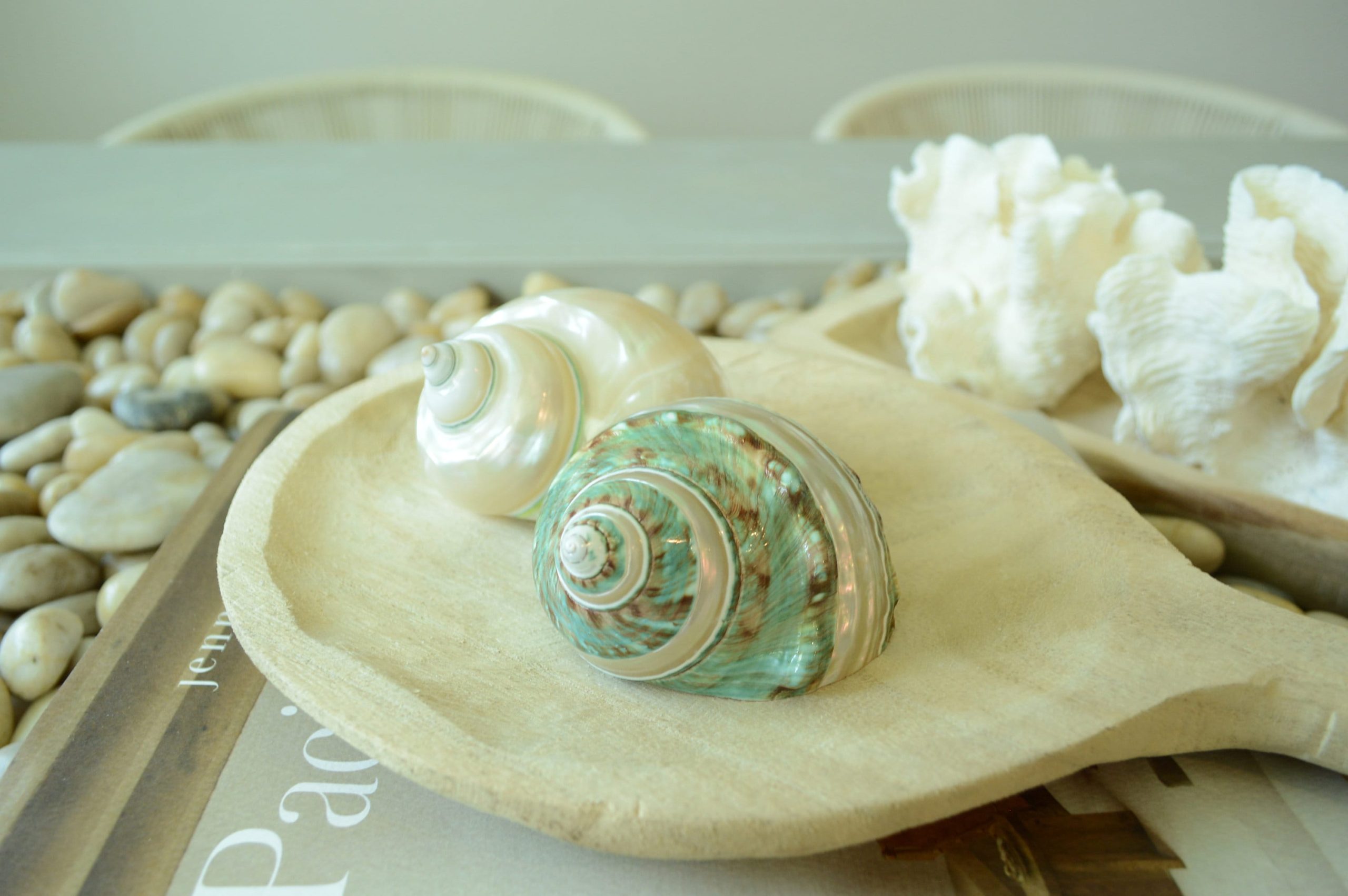 GREEN BANDED TURBO Shells *All Sizes* Jade Display Seashell Hermit Crab Pants - Image 9