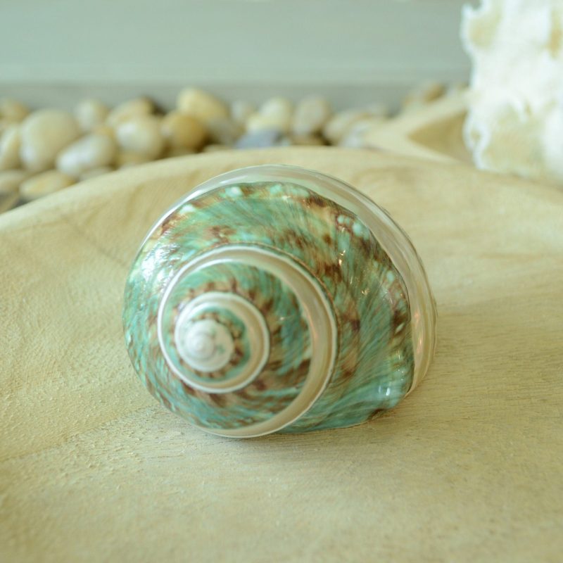 GREEN BANDED TURBO Shells *All Sizes* Jade Display Seashell Hermit Crab Pants