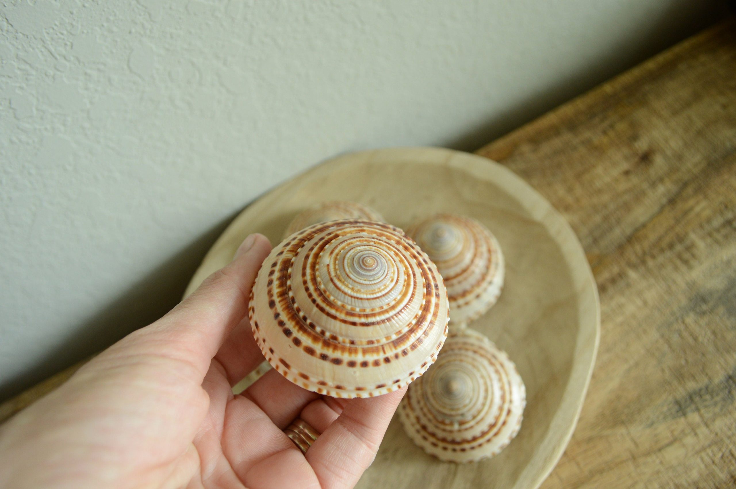 SUNDIAL SNAIL SHELLS *Size & Quantity Your Choose*.5-2” Browns Small Medium Craft Seashells - Image 8