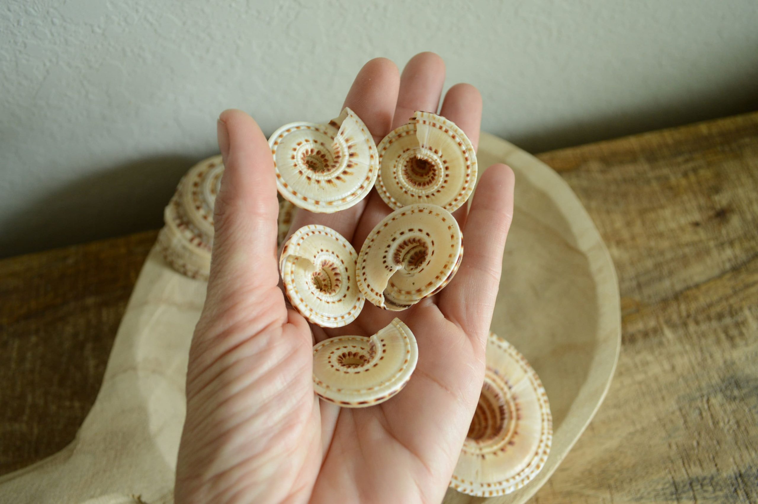 SUNDIAL SNAIL SHELLS *Size & Quantity Your Choose*.5-2” Browns Small Medium Craft Seashells - Image 9