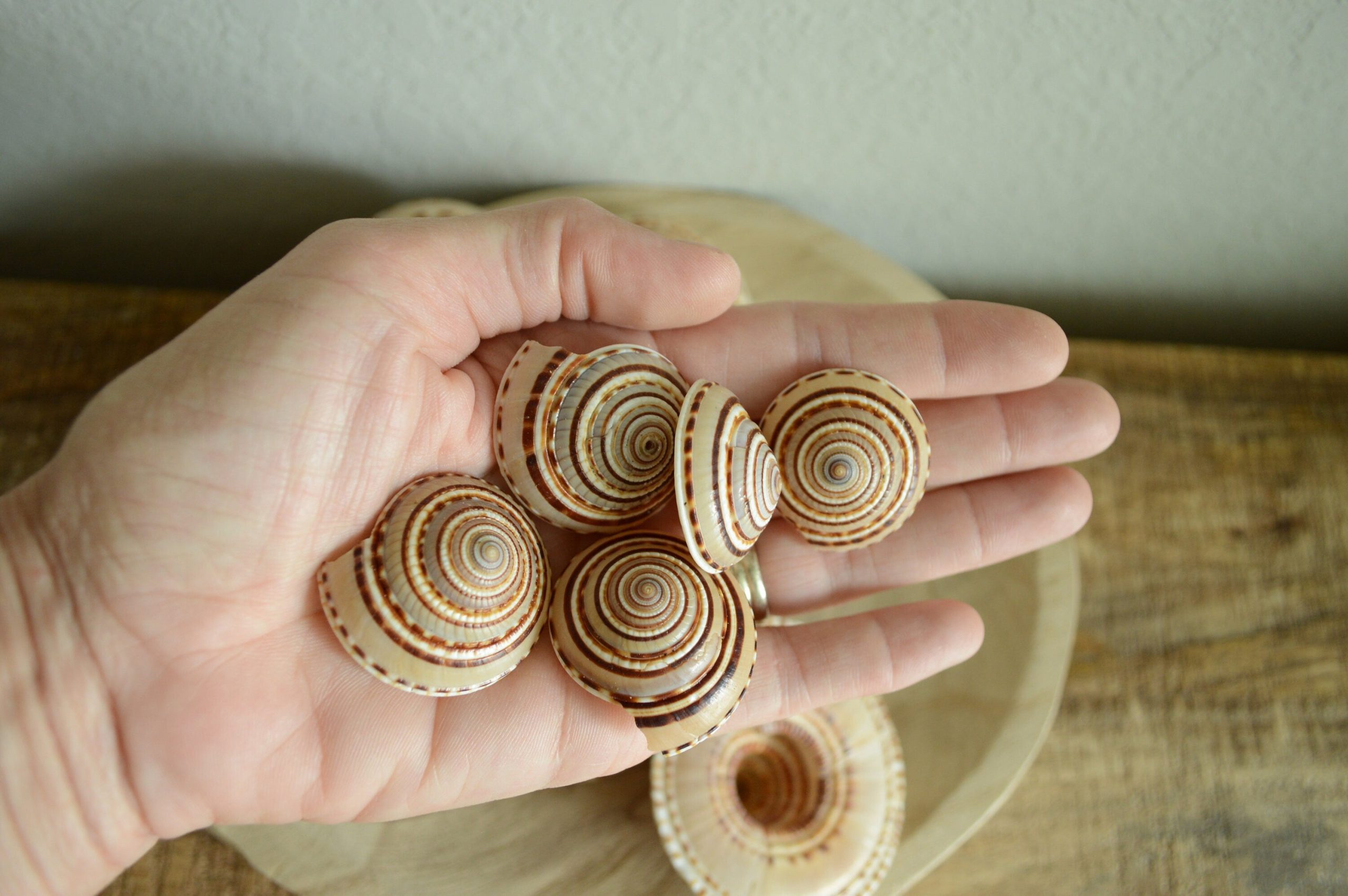 SUNDIAL SNAIL SHELLS *Size & Quantity Your Choose*.5-2” Browns Small Medium Craft Seashells - Image 10