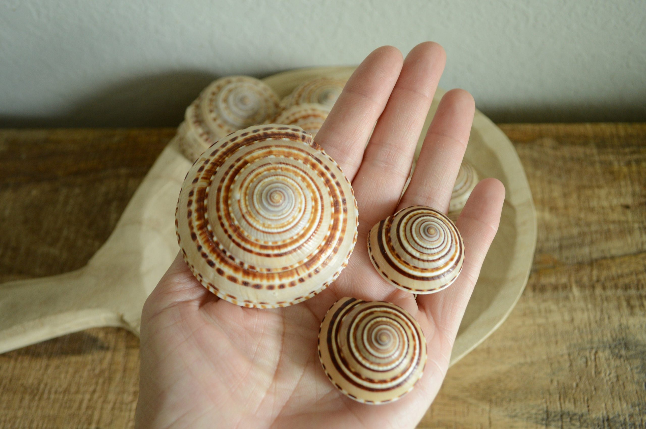 SUNDIAL SNAIL SHELLS *Size & Quantity Your Choose*.5-2” Browns Small Medium Craft Seashells - Image 2