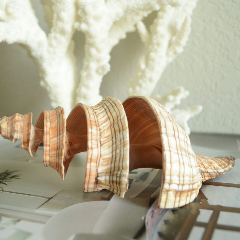 Striped Fox Conch Shell - Up to 8", Spiral Cut Unique Coastal Décor Seashells