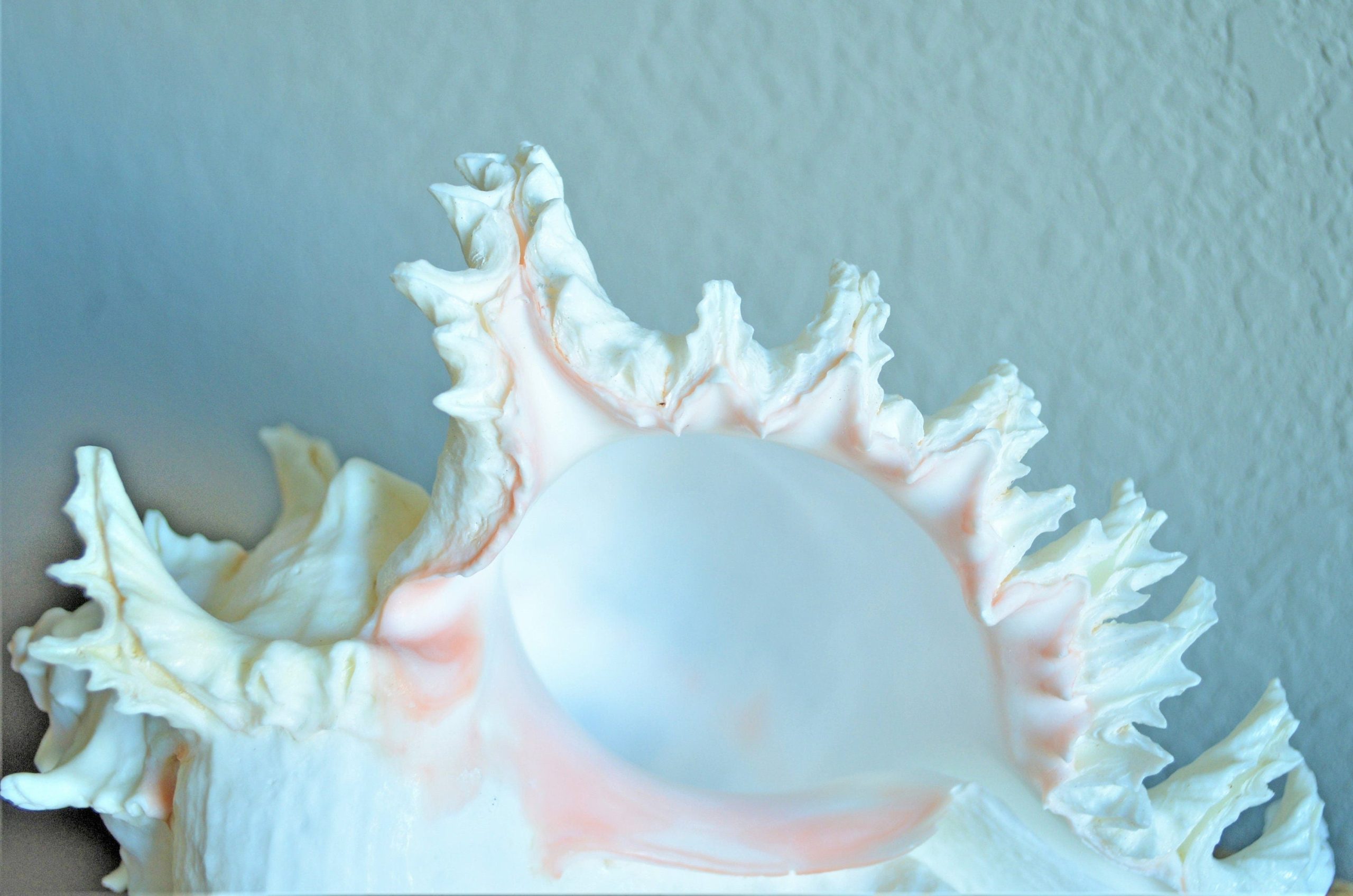 Ramosus Murex Shell, 6-11" *You Choose Size* Pink/White Seashell Coastal Décor - Image 6