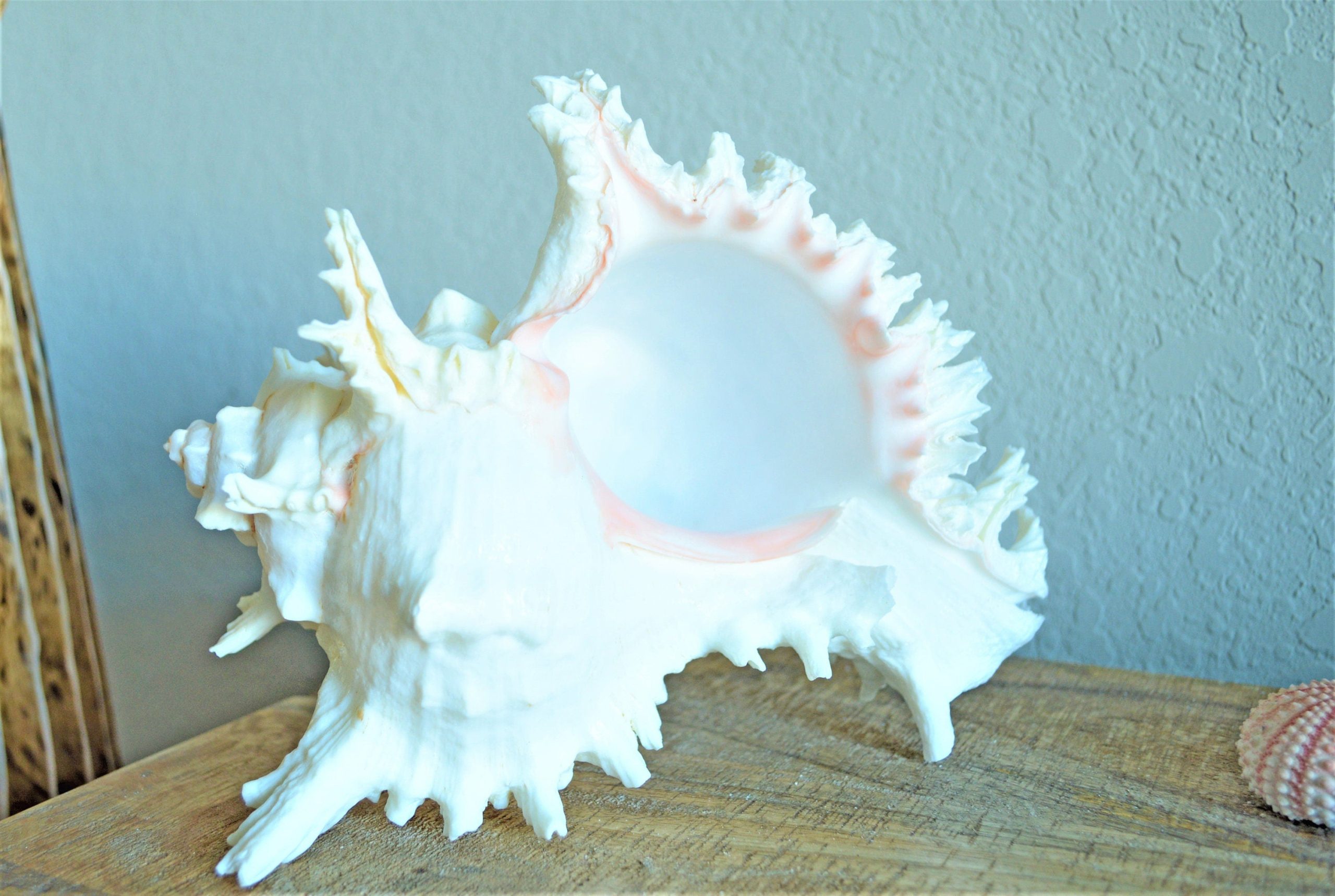 Ramosus Murex Shell, 6-11" *You Choose Size* Pink/White Seashell Coastal Décor - Image 4
