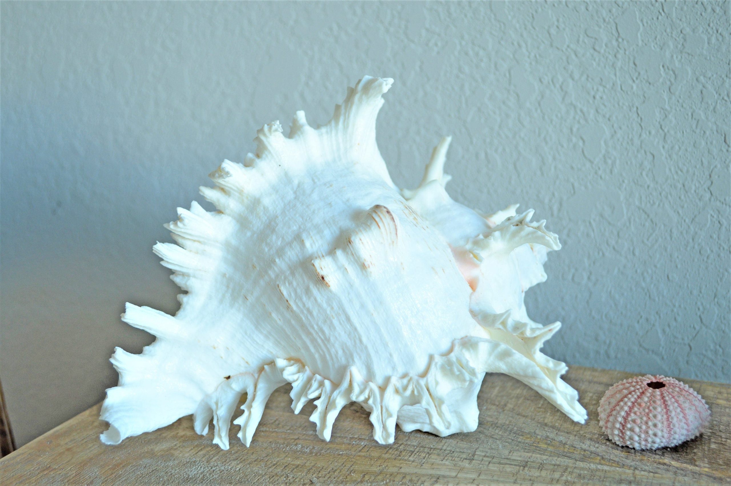 Ramosus Murex Shell, 6-11" *You Choose Size* Pink/White Seashell Coastal Décor - Image 8