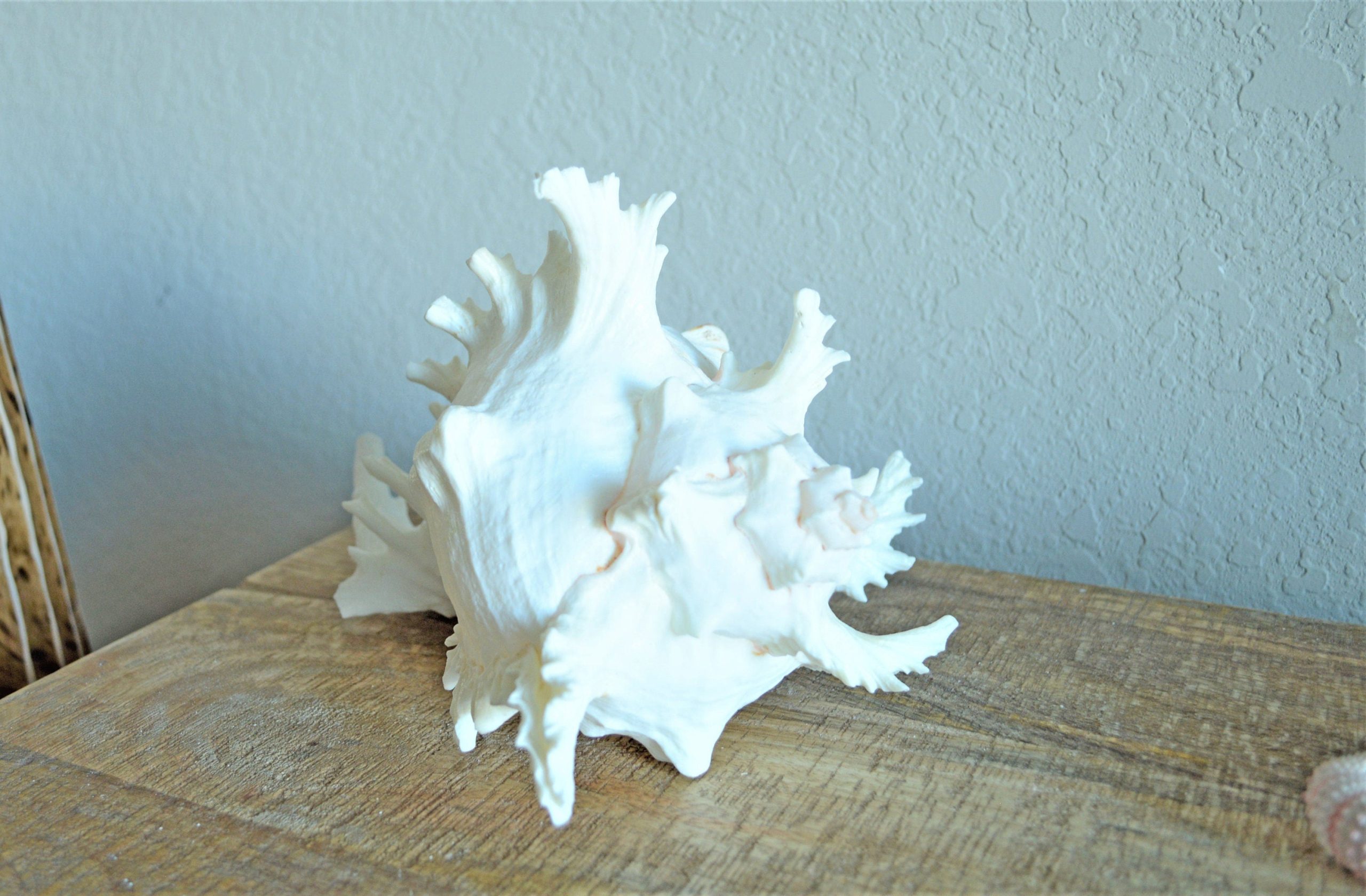 Ramosus Murex Shell, 6-11" *You Choose Size* Pink/White Seashell Coastal Décor - Image 9