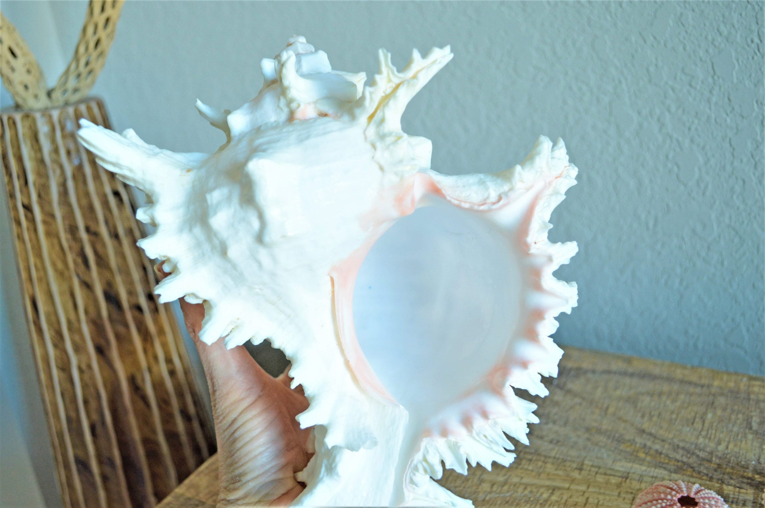 Ramosus Murex Shell, 6-11" *You Choose Size* Pink/White Seashell Coastal Décor - Image 10