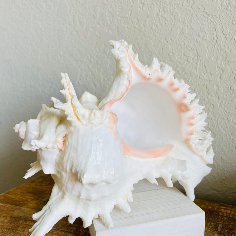 Ramosus Murex Shell, 6-11" *You Choose Size* Pink/White Seashell Coastal Décor
