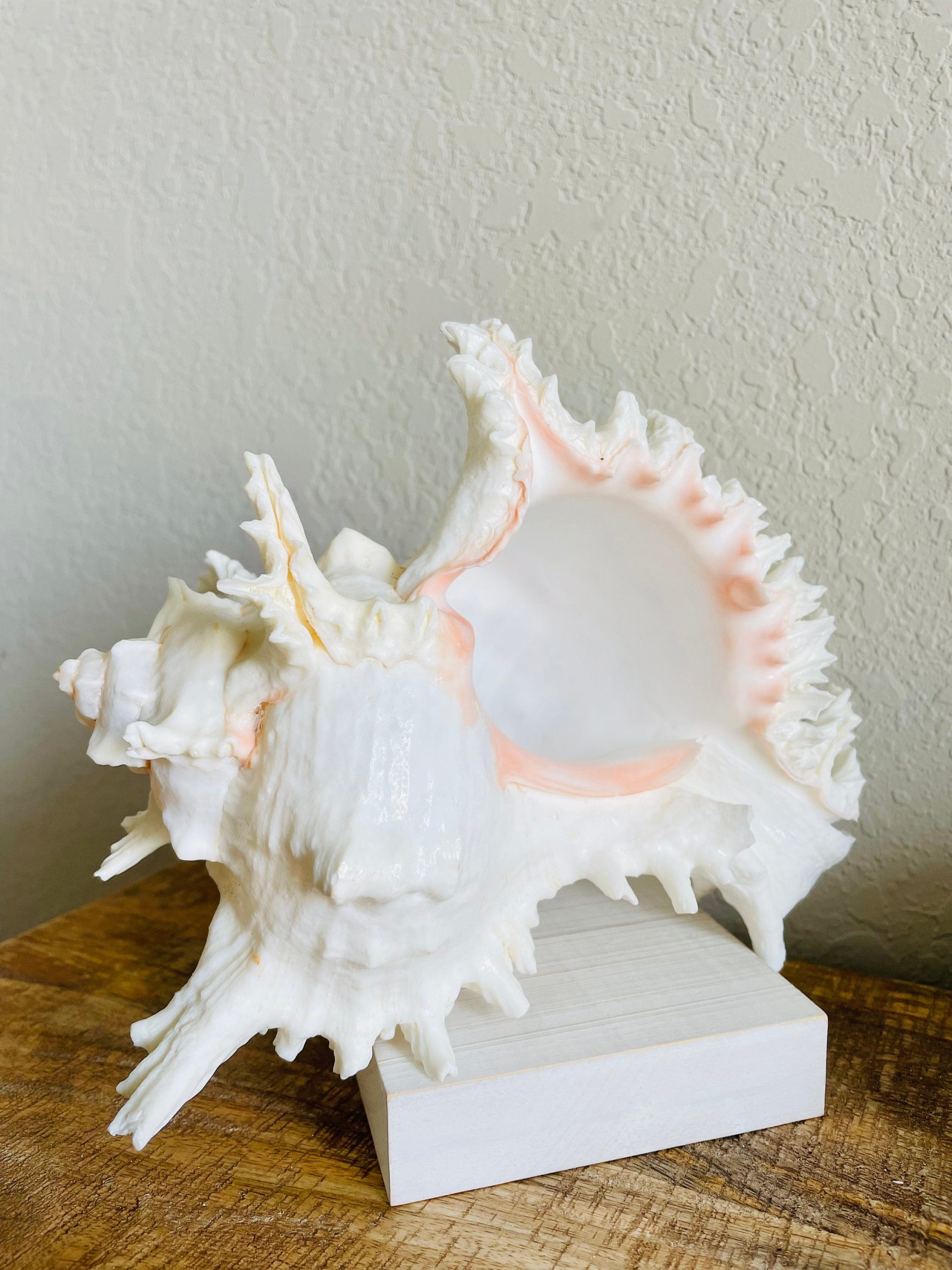 Ramosus Murex Shell, 6-11" *You Choose Size* Pink/White Seashell Coastal Décor