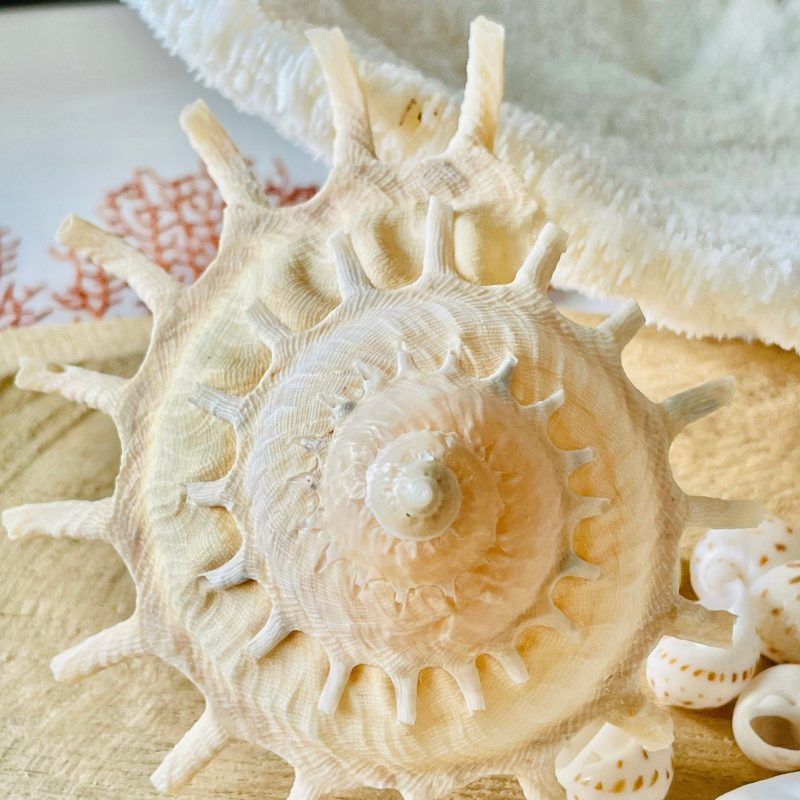 Rare Sun Carrier Seashell, Stellaria Solarius Display Shell (Up to 5")