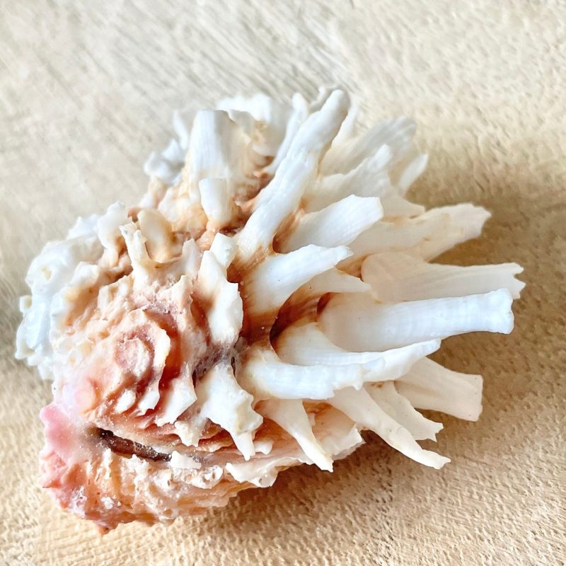 White Jewel Box Shells, 2.5-3.5" Paired Seashells, Spiny Clam Lazarius
