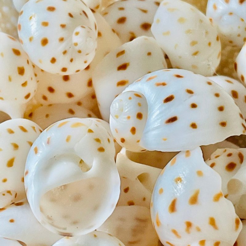 NATICA ONEIDA SHELLS *You Choose Quantity* 1/2"-7/8" White Brown Speckled Spots Small Craft