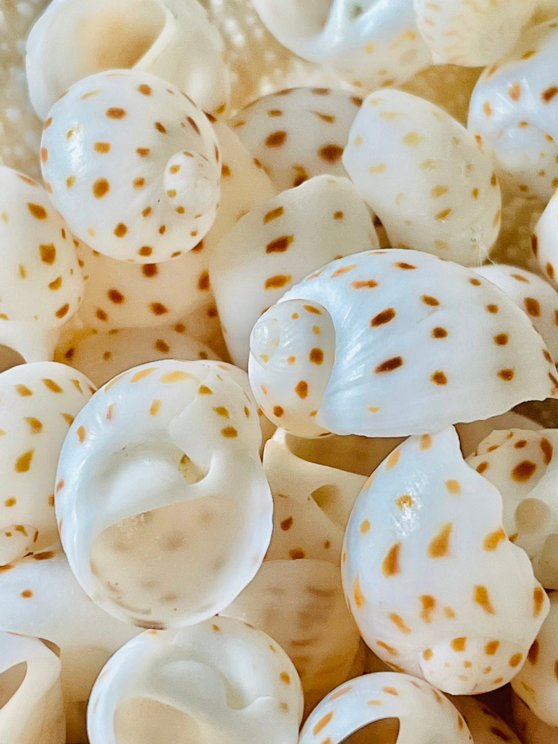 NATICA ONEIDA SHELLS *You Choose Quantity* 1/2"-7/8" White Brown Speckled Spots Small Craft