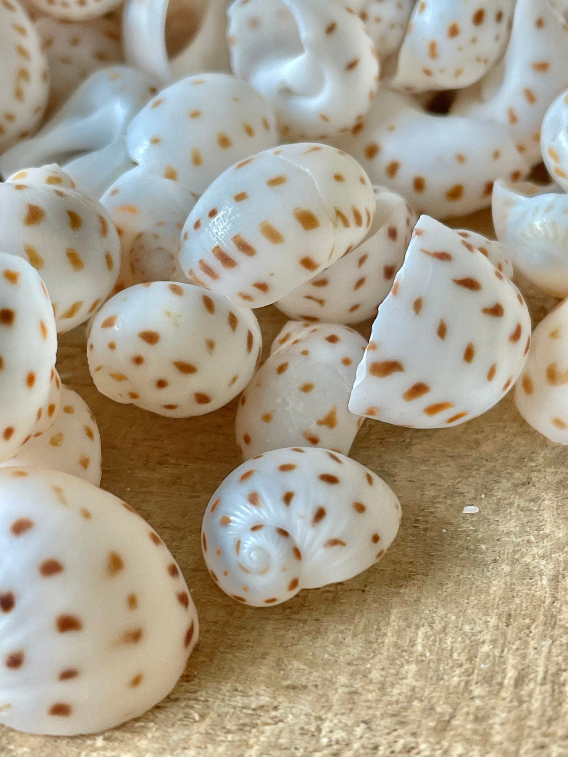 NATICA ONEIDA SHELLS *You Choose Quantity* 1/2"-7/8" White Brown Speckled Spots Small Craft - Image 2