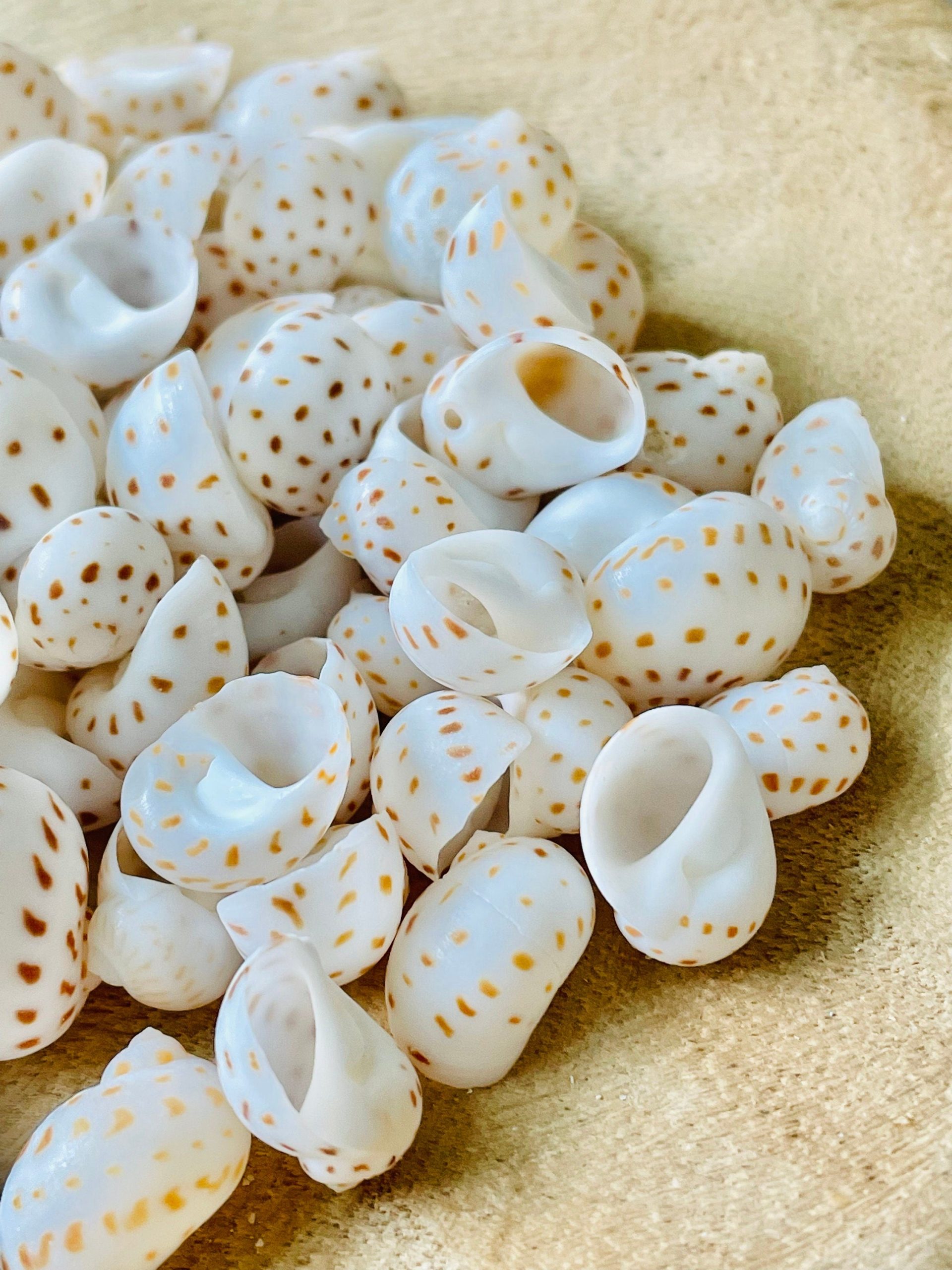 NATICA ONEIDA SHELLS *You Choose Quantity* 1/2"-7/8" White Brown Speckled Spots Small Craft - Image 4