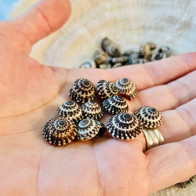 HELIACUS SNAIL SHELLS *You Choose Quantity* 1/2"-7/8"  Black White Tiny Small Craft Seashells