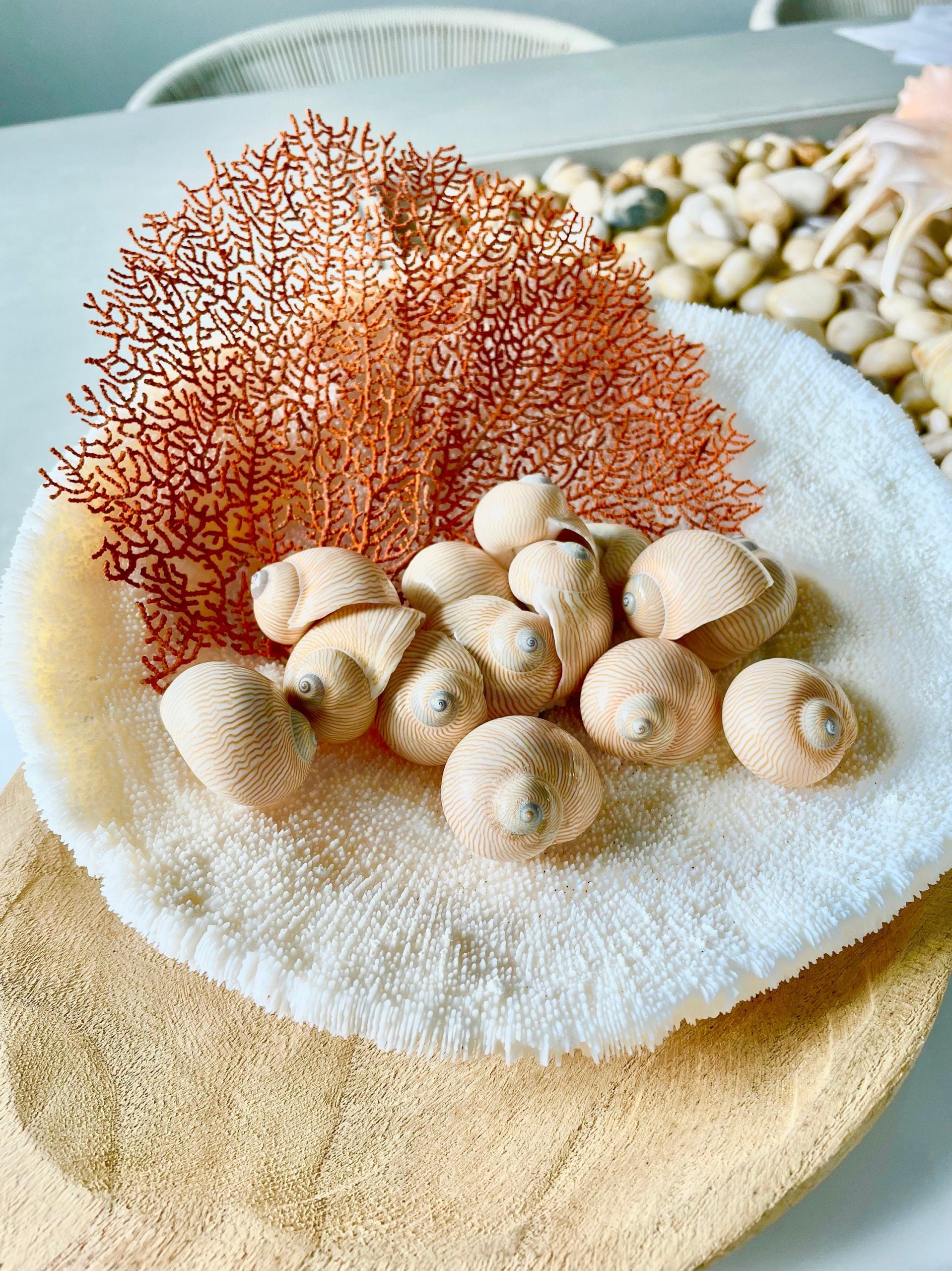 Natural Dried Sea Fan Pieces 4-6" *You Choose Quantity* Coral Coastal Décor - Image 8