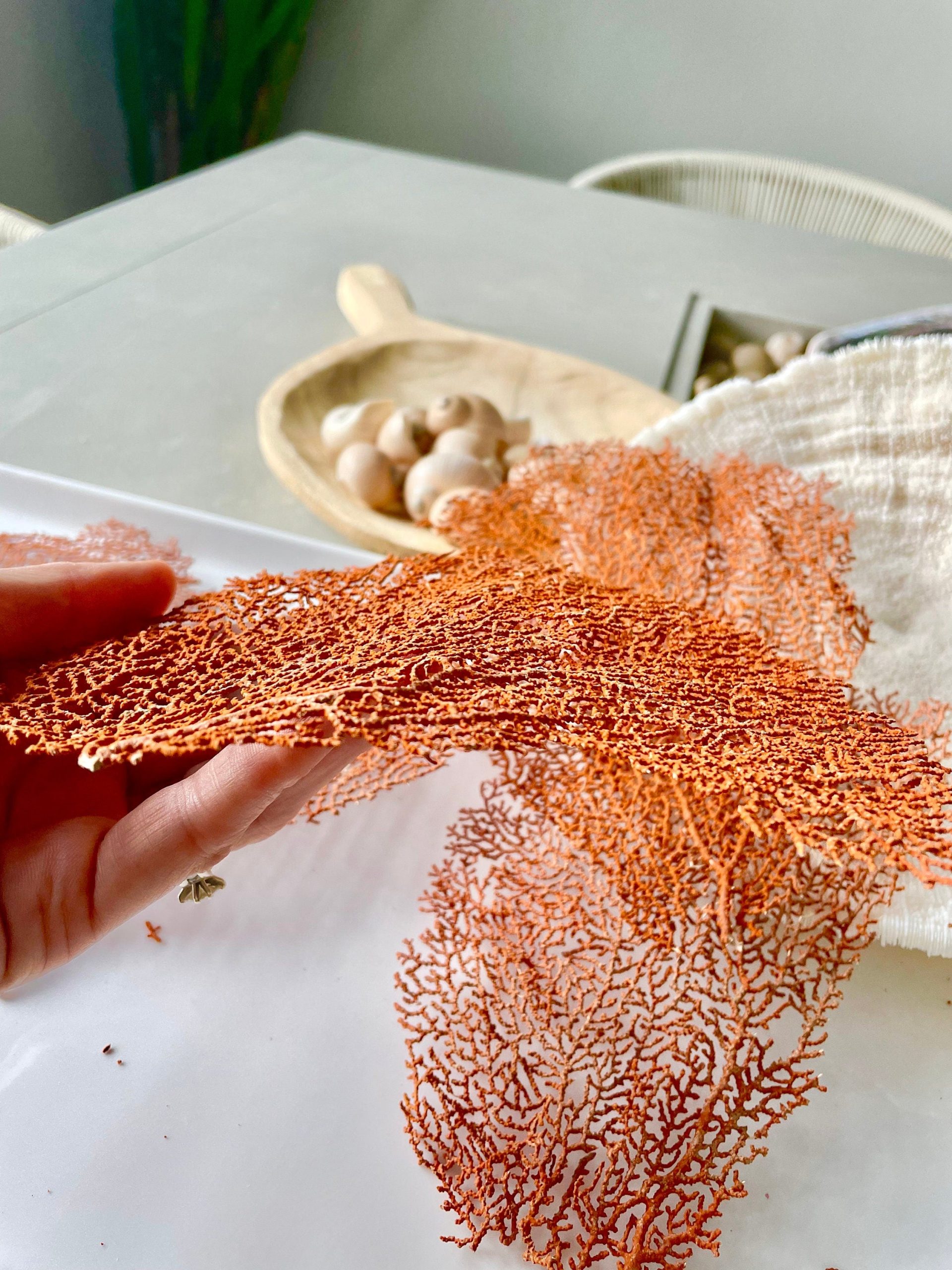 Natural Dried Sea Fan Pieces 4-6" *You Choose Quantity* Coral Coastal Décor - Image 4