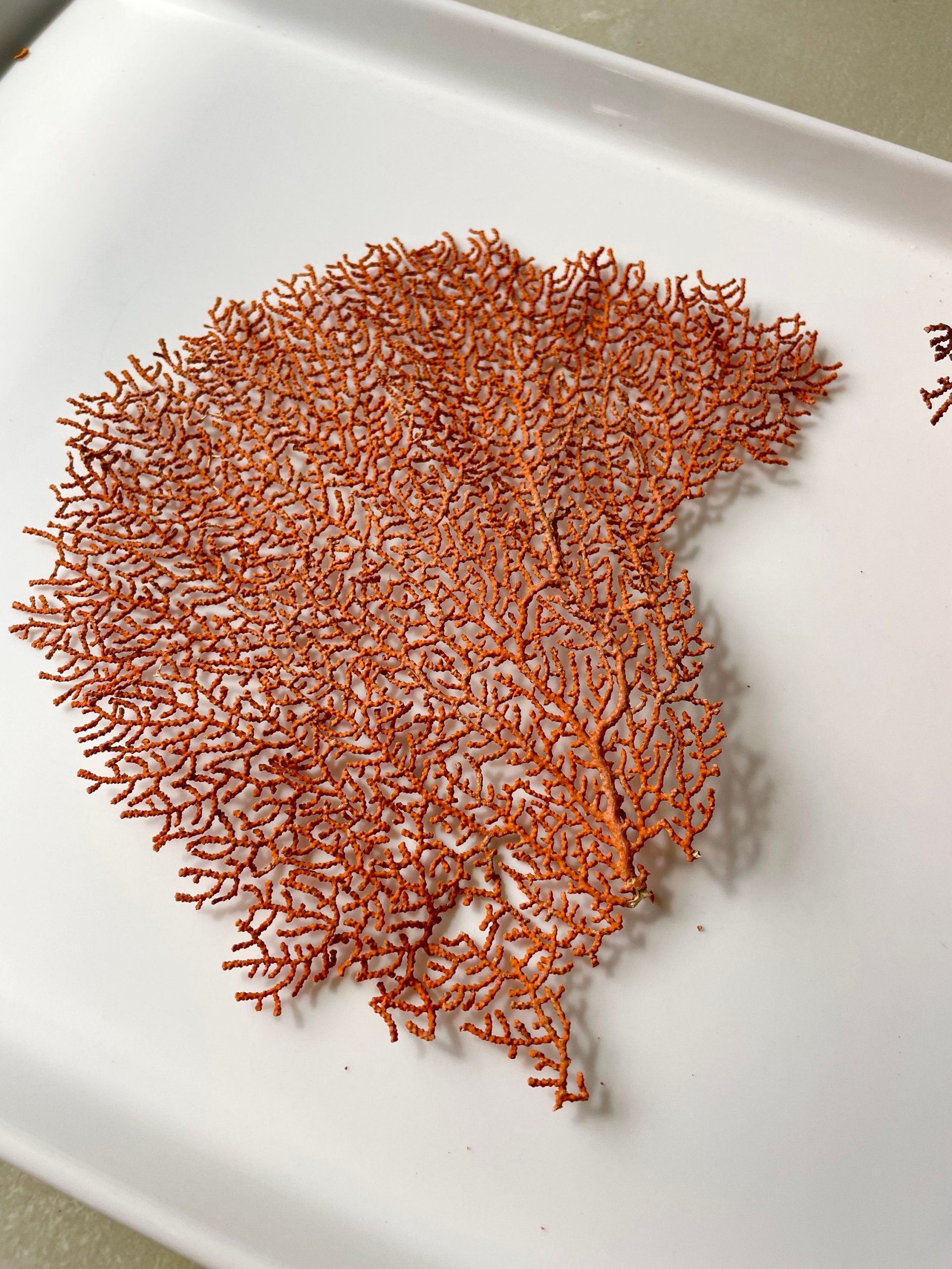 Natural Dried Sea Fan Pieces 4-6" *You Choose Quantity* Coral Coastal Décor - Image 6