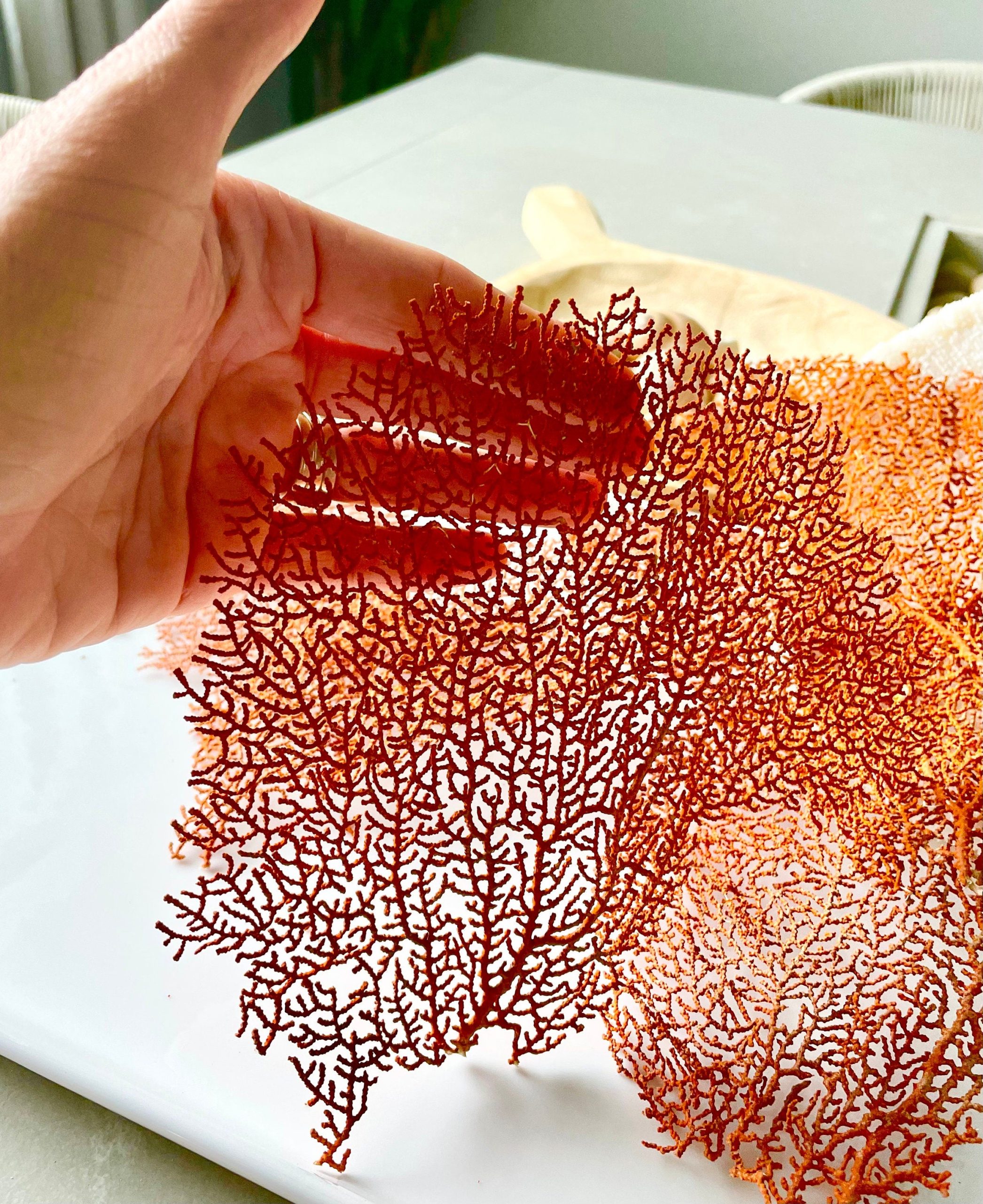 Natural Dried Sea Fan Pieces 4-6" *You Choose Quantity* Coral Coastal Décor - Image 3