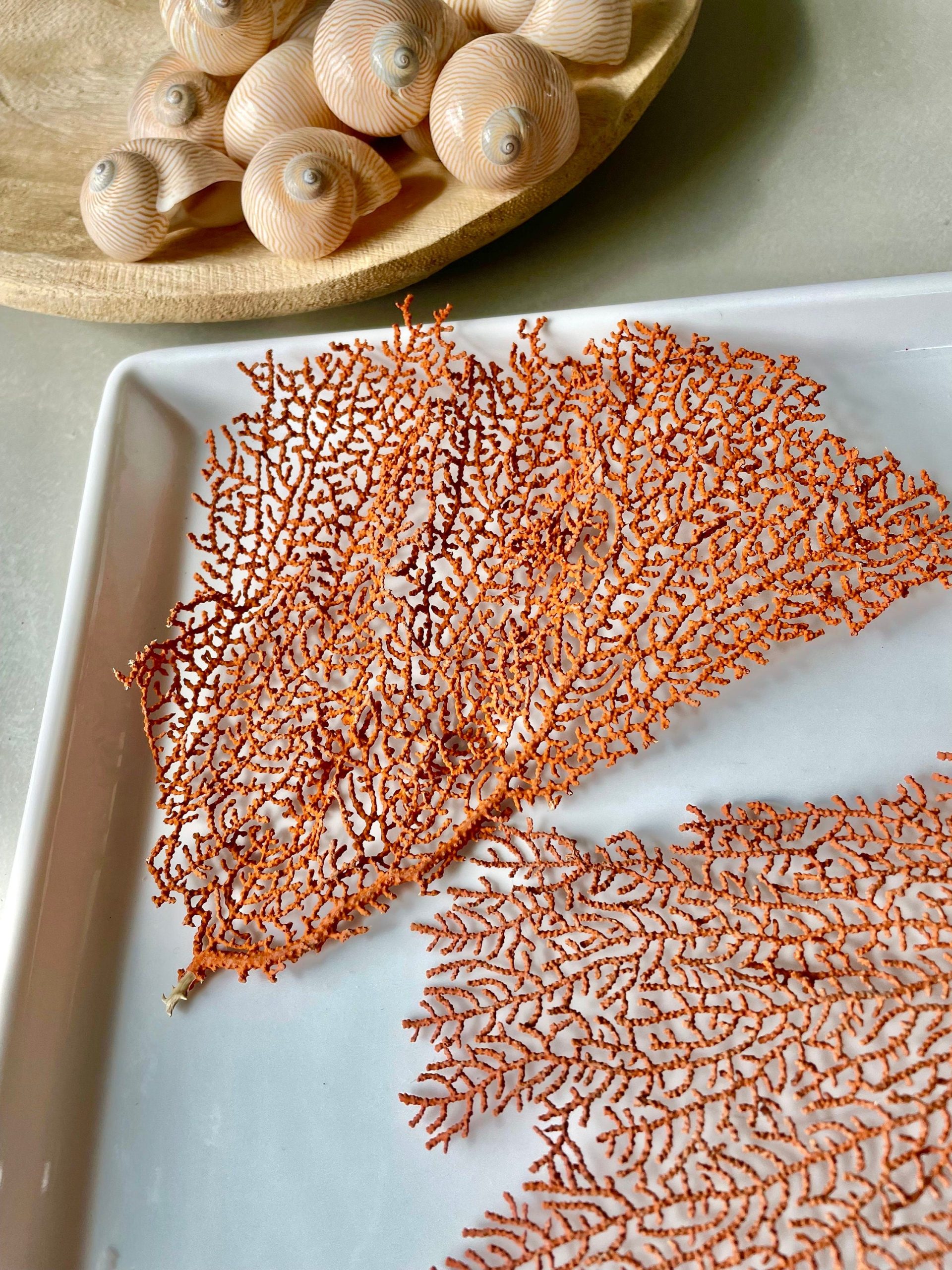 Natural Dried Sea Fan Pieces 4-6" *You Choose Quantity* Coral Coastal Décor - Image 7