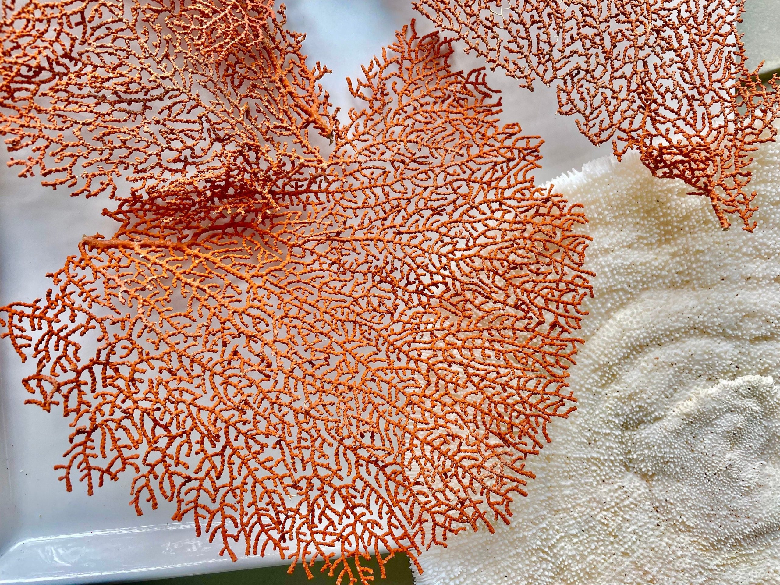 Natural Dried Sea Fan Pieces 4-6" *You Choose Quantity* Coral Coastal Décor - Image 2