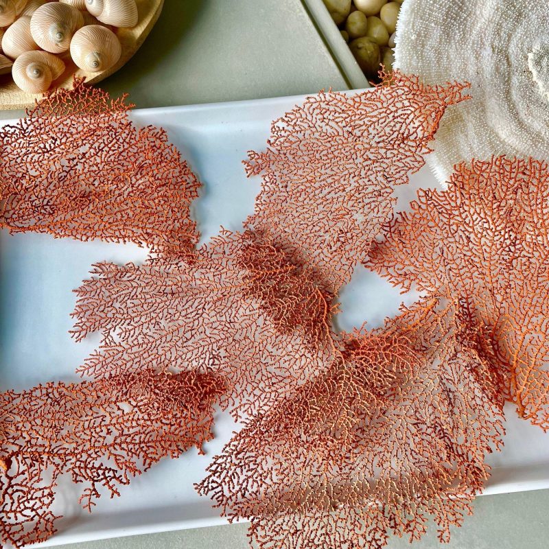 Natural Dried Sea Fan Pieces 4-6" *You Choose Quantity* Coral Coastal Décor