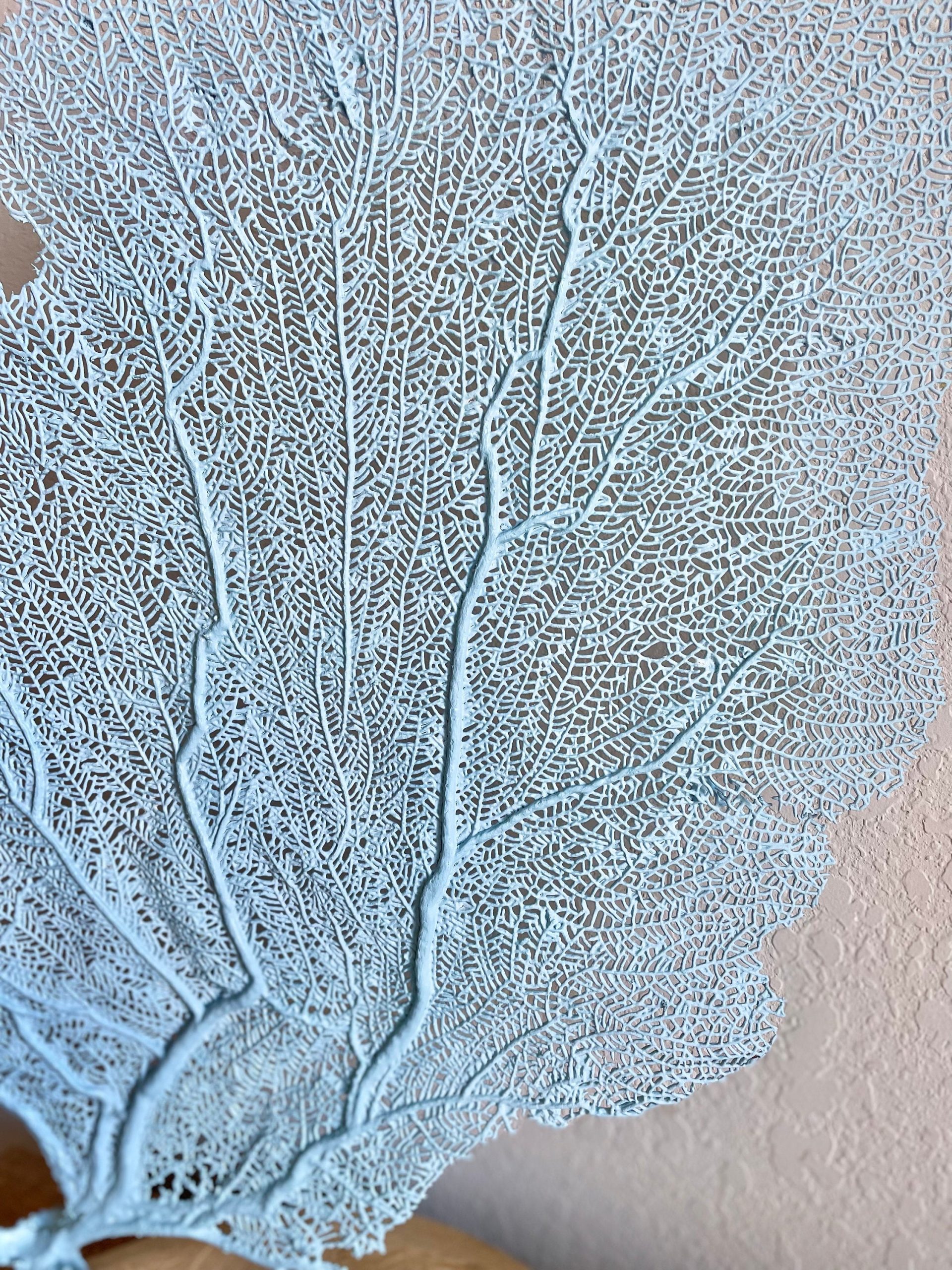 Light Blue Sea Fan (8-20") *You Choose Size* Natural Hand Painted Coastal Décor - Image 4