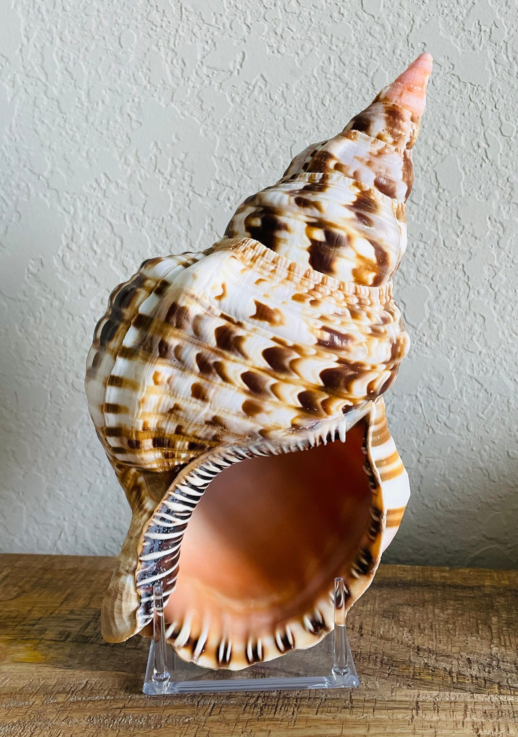 CARIBBEAN TRITON TRUMPET *All Sizes* Display Seashell Coastal Beach Home Décor - Image 10