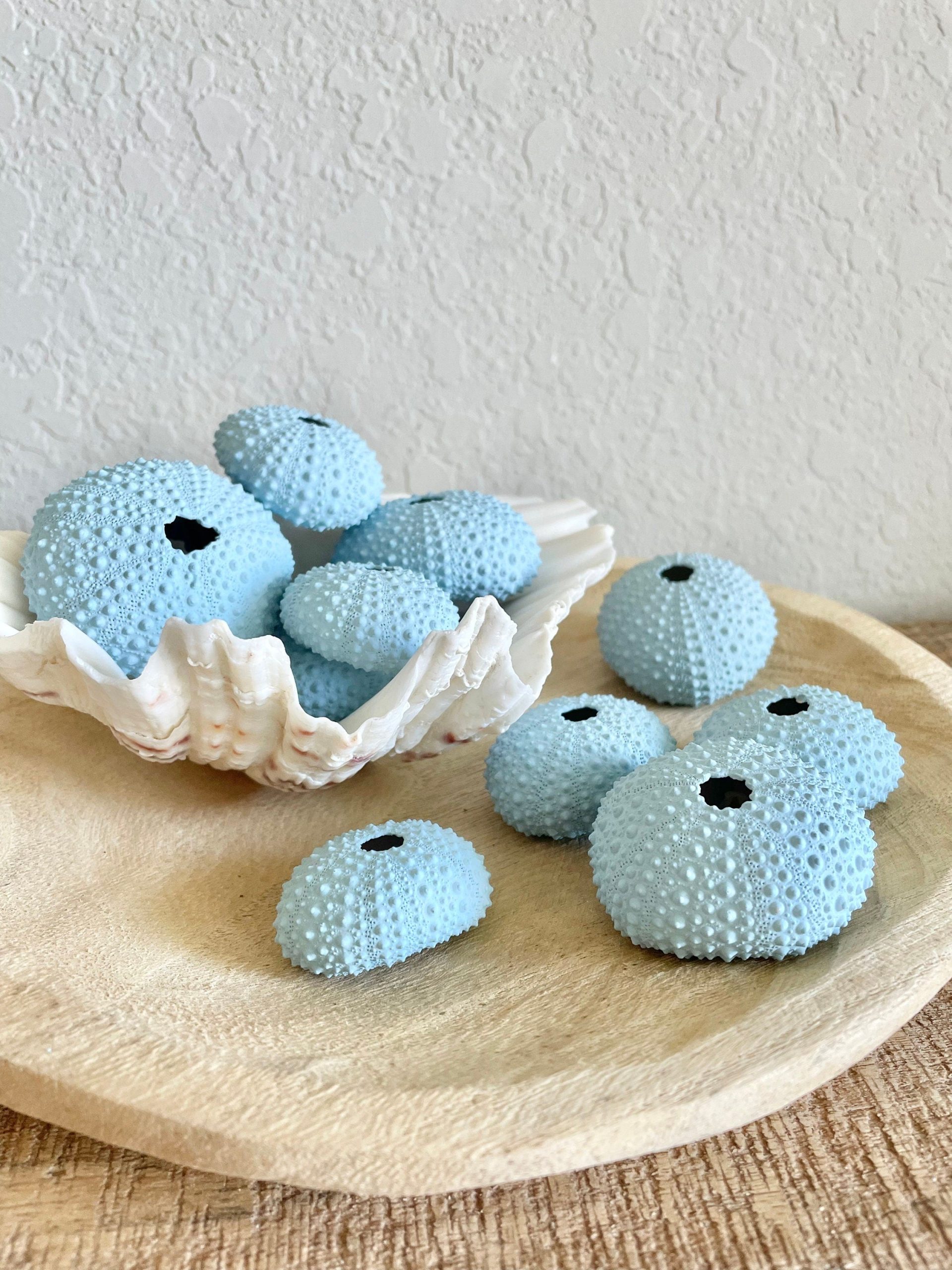 Light Blue Sea Fan (8-20") *You Choose Size* Natural Hand Painted Coastal Décor - Image 6