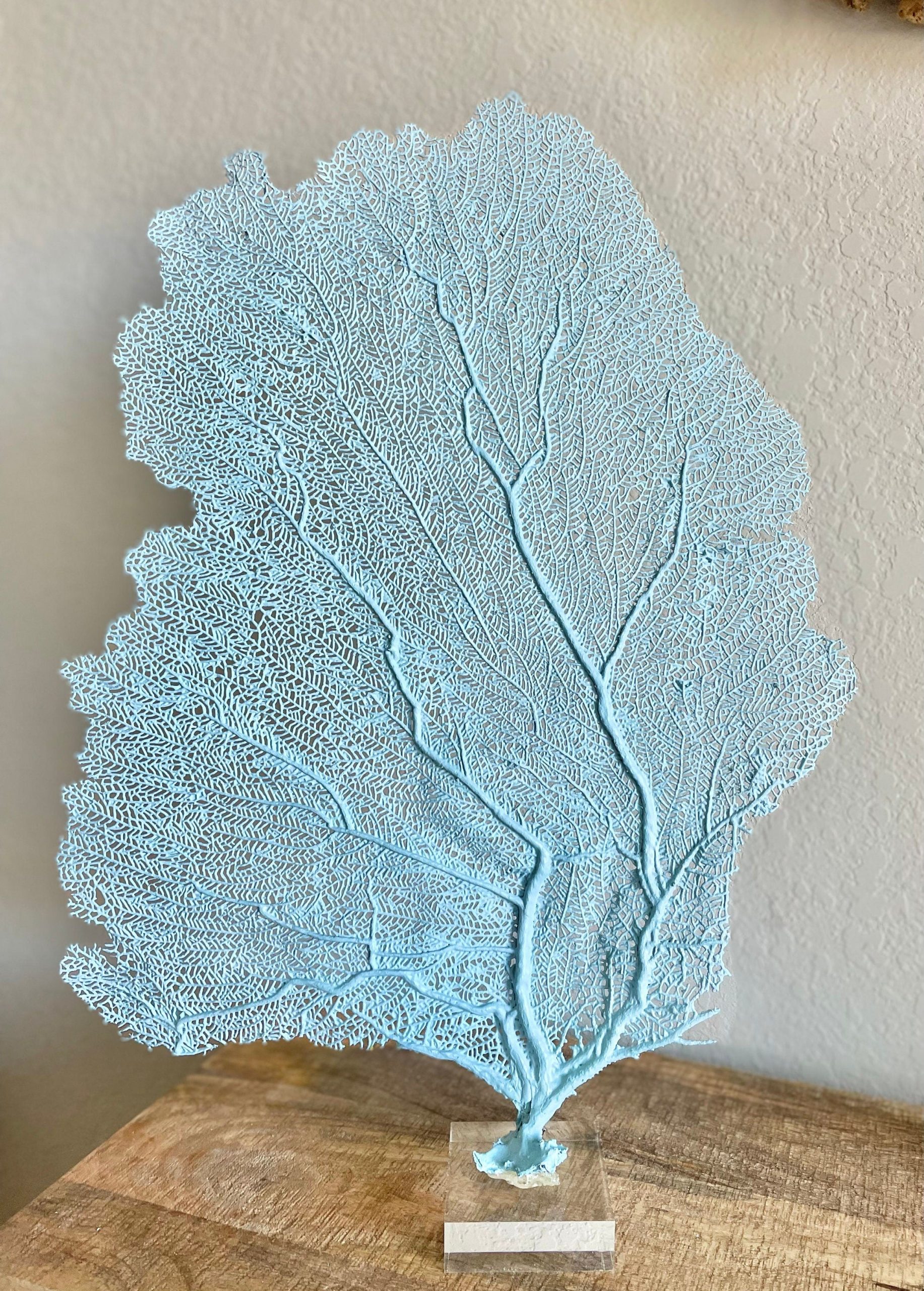Light Blue Sea Fan (8-20") *You Choose Size* Natural Hand Painted Coastal Décor - Image 9