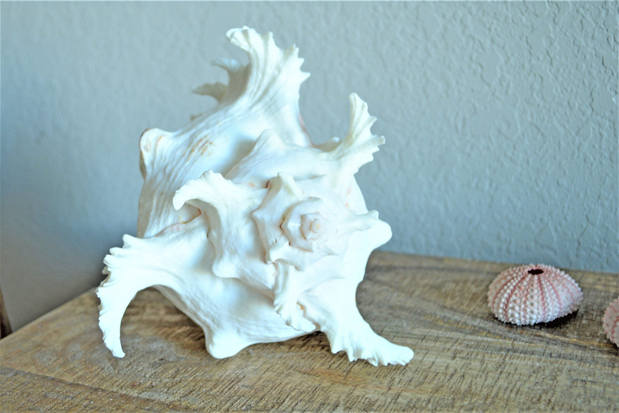 Ramosus Murex Shell, 6-11" *You Choose Size* Pink/White Seashell Coastal Décor - Image 7