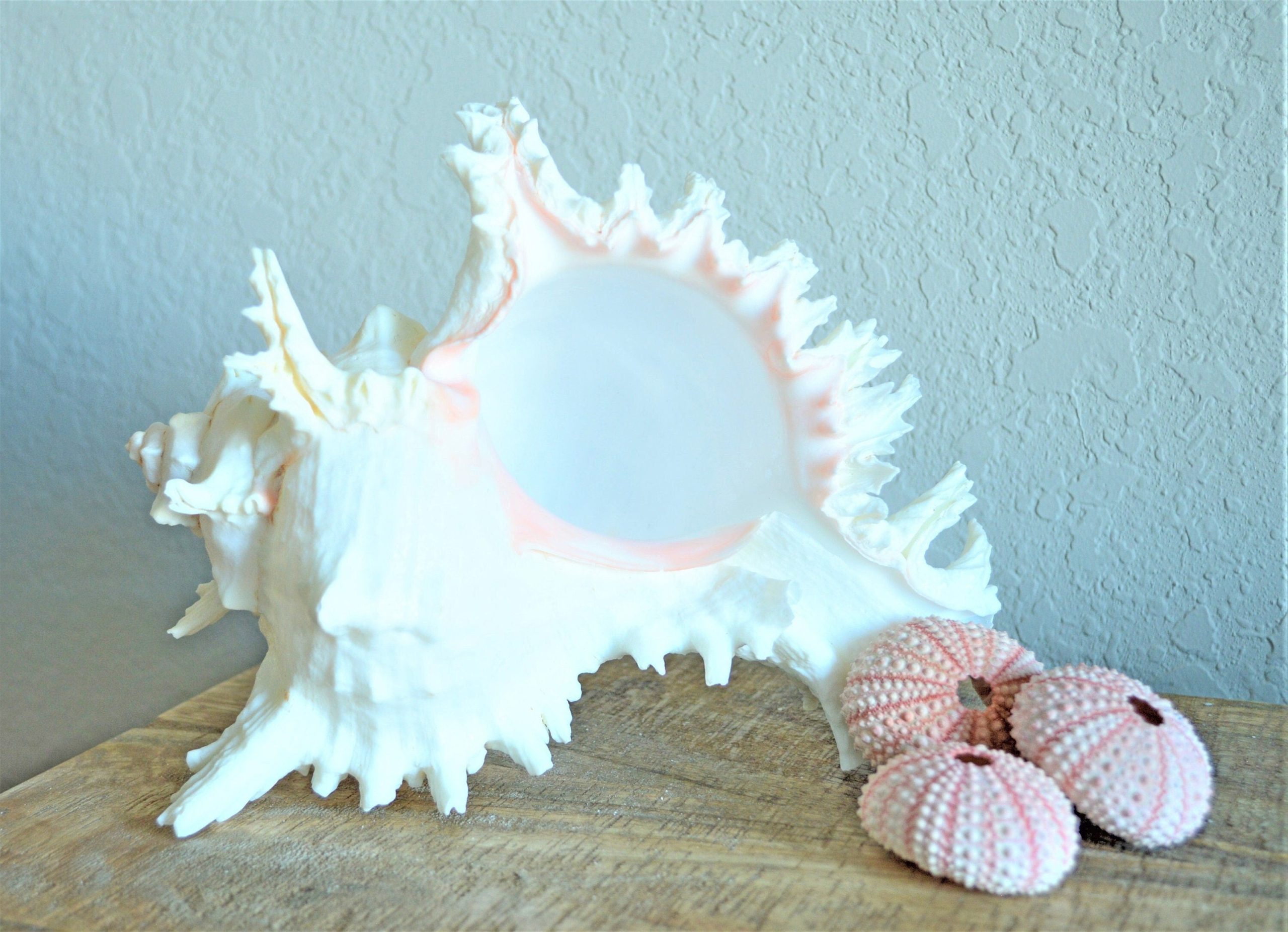 Ramosus Murex Shell, 6-11" *You Choose Size* Pink/White Seashell Coastal Décor - Image 3