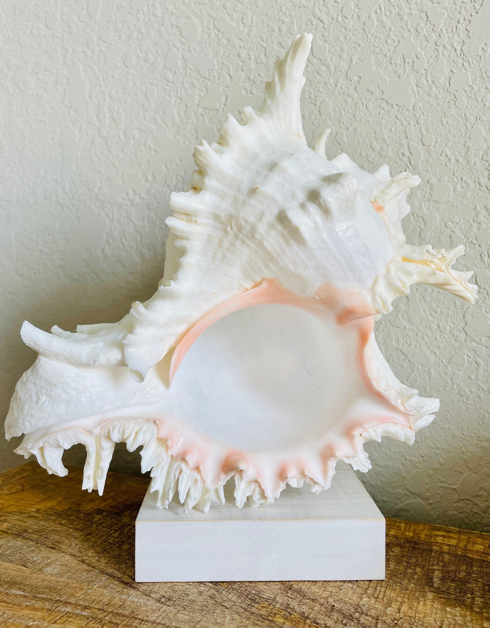 Ramosus Murex Shell, 6-11" *You Choose Size* Pink/White Seashell Coastal Décor - Image 2